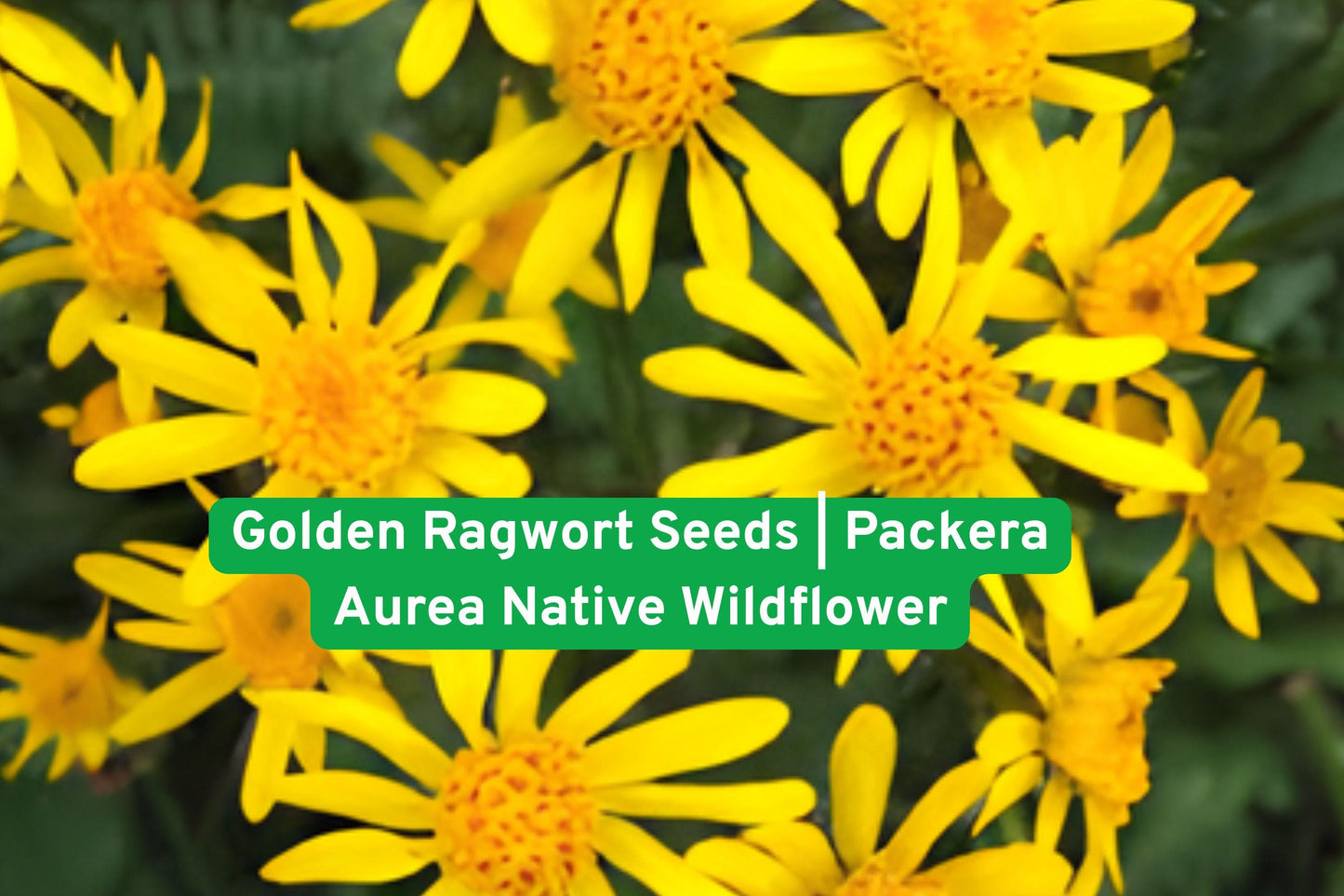 golden ragwort seeds, native wildflower, shade groundcover, woodland plant, perennial yellow flower, pollinator friendly, eco garden seeds, moist soil plant, low maintenance groundcover, spring flowering plant, native North American, wildflower seed pack, shade garden groundcover