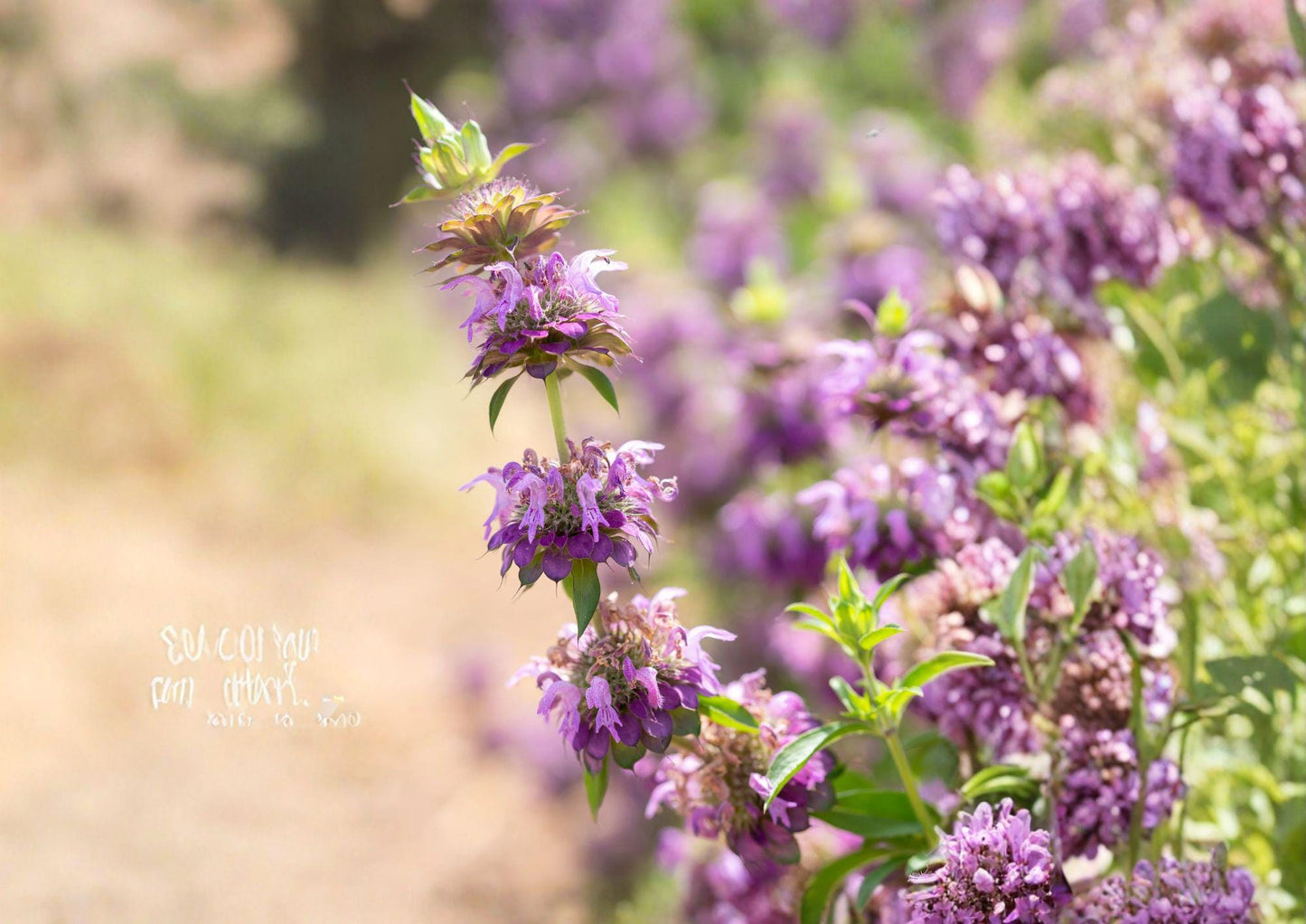 Lemon Bee Balm Seeds - Fragrant Purple Wildflower, Pollinator Garden, Monarda citriodora, 100 Seeds