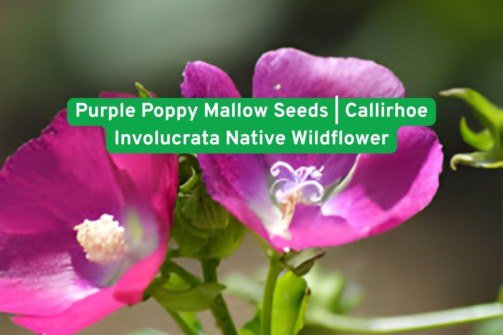 Purple Poppy Mallow Seeds, Callirhoe involucrata, Wildflower Seeds, Drought Tolerant Groundcover, Native North American Seeds, Perennial Flower Seeds, Magenta Flower Seeds, Pollinator Friendly Seeds, Rock Garden Seeds, Xeriscape Plant Seeds, Full Sun Wildflower, Native Prairie Seeds, Low Water Perennial