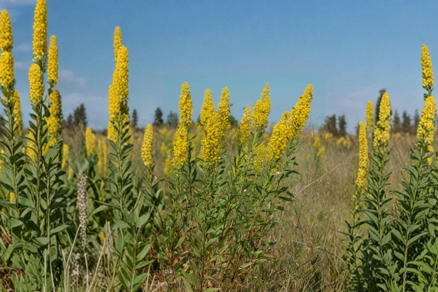 Showy Goldenrod Seeds - Native Wildflower for Pollinator Gardens - Solidago speciosa, Bright Yellow, Drought Tolerant