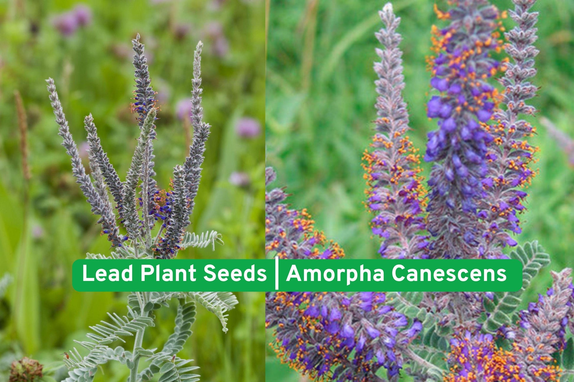 purple poppy mallow seeds, callirhoe involucrata, native wildflower seeds, drought tolerant groundcover, pollinator garden seeds, prairie plant seeds, perennial shrub seeds, low maintenance plants, summer bloom flowers, eco-friendly landscaping, xeriscape plant seeds, native North American seeds, butterfly attracting plants