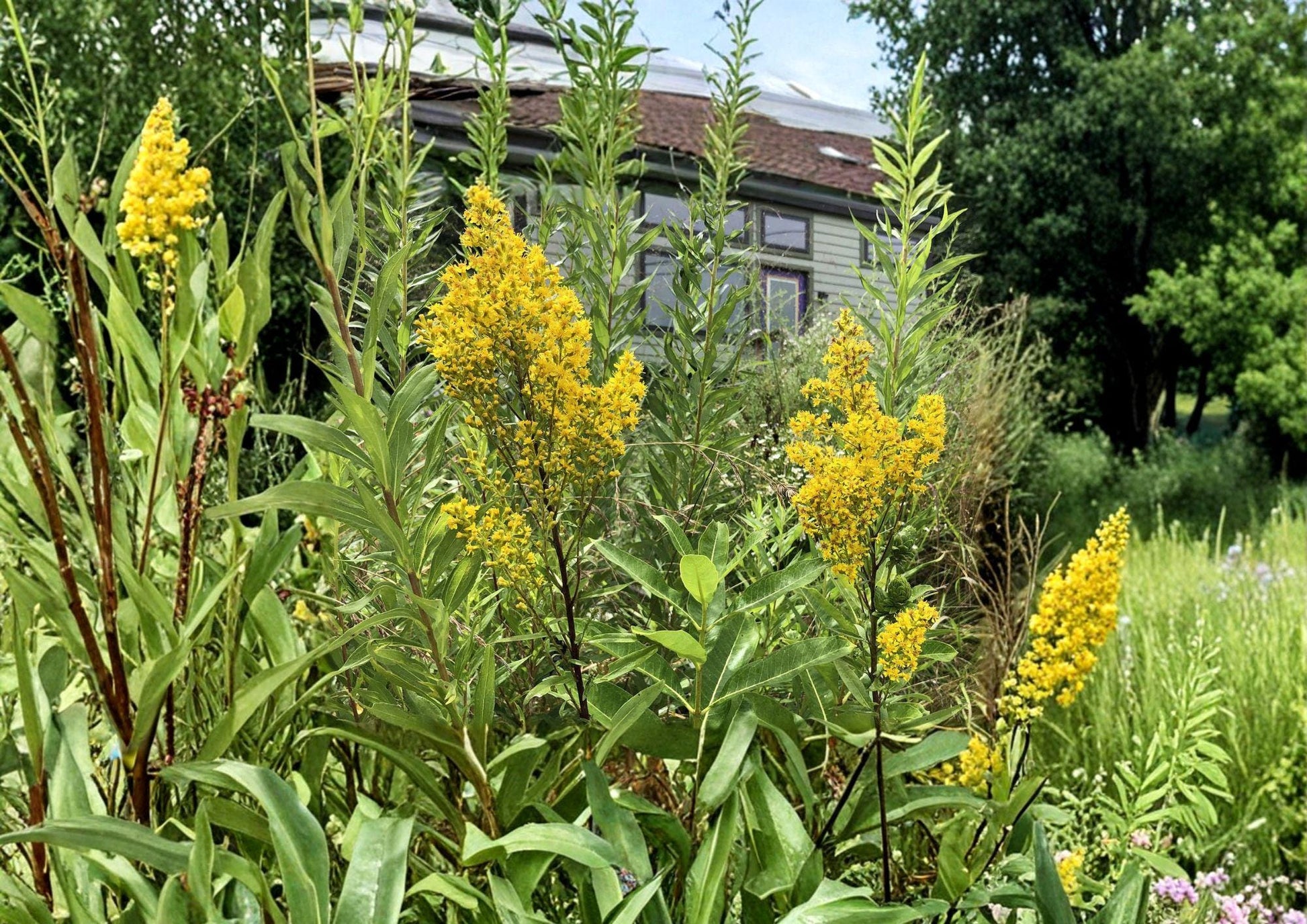 Showy Goldenrod Seeds - Solidago speciosa Native Pollinator Wildflower, Bright Golden Yellow Flower Spikes, Perennial Plant, 100 Seeds