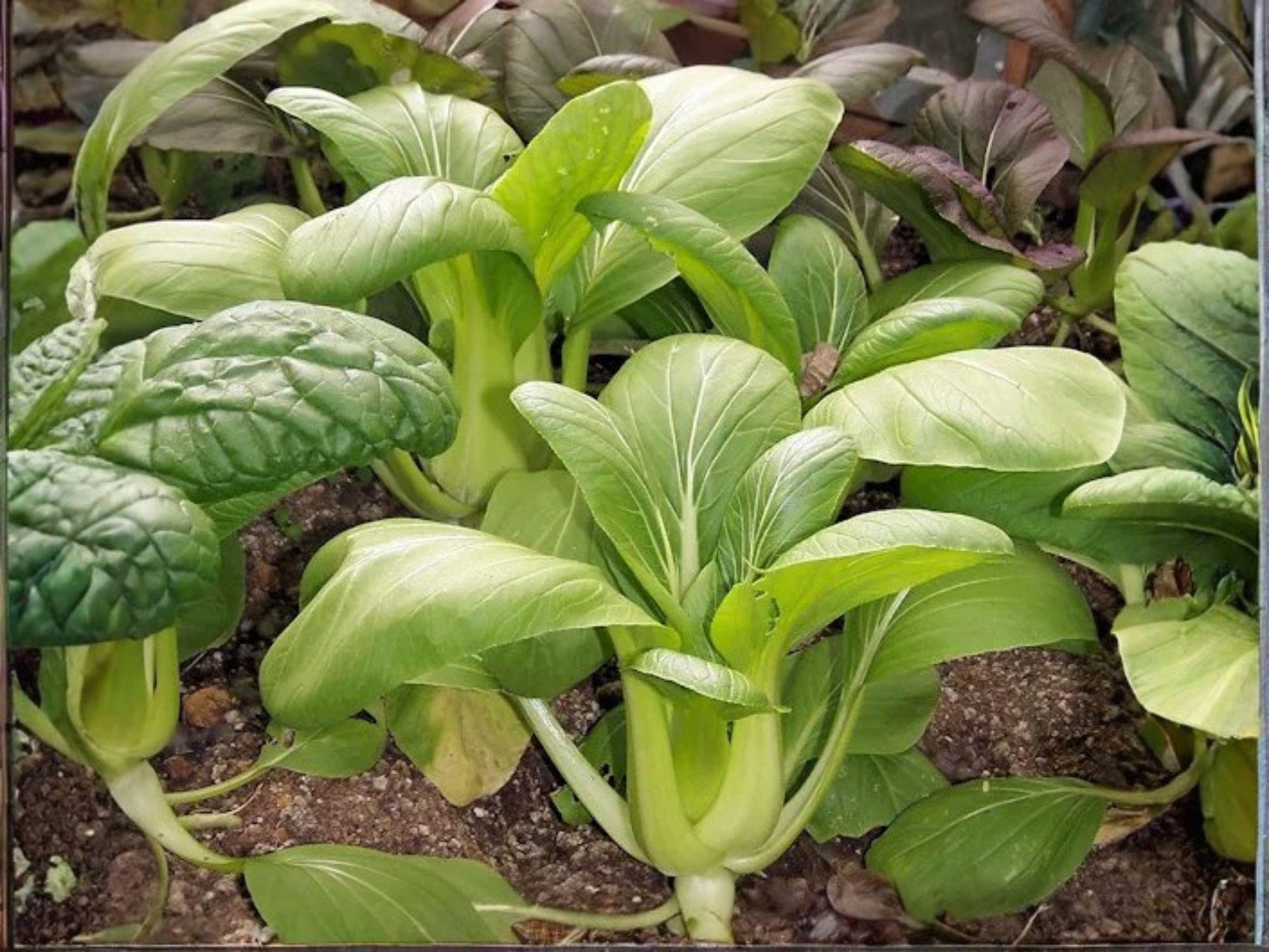 Pak Choi Taisai Seeds | Heirloom Non-GMO Asian Greens for Kitchen Gardens, Leafy Vegetable, Brassica rapa subsp. chinensis