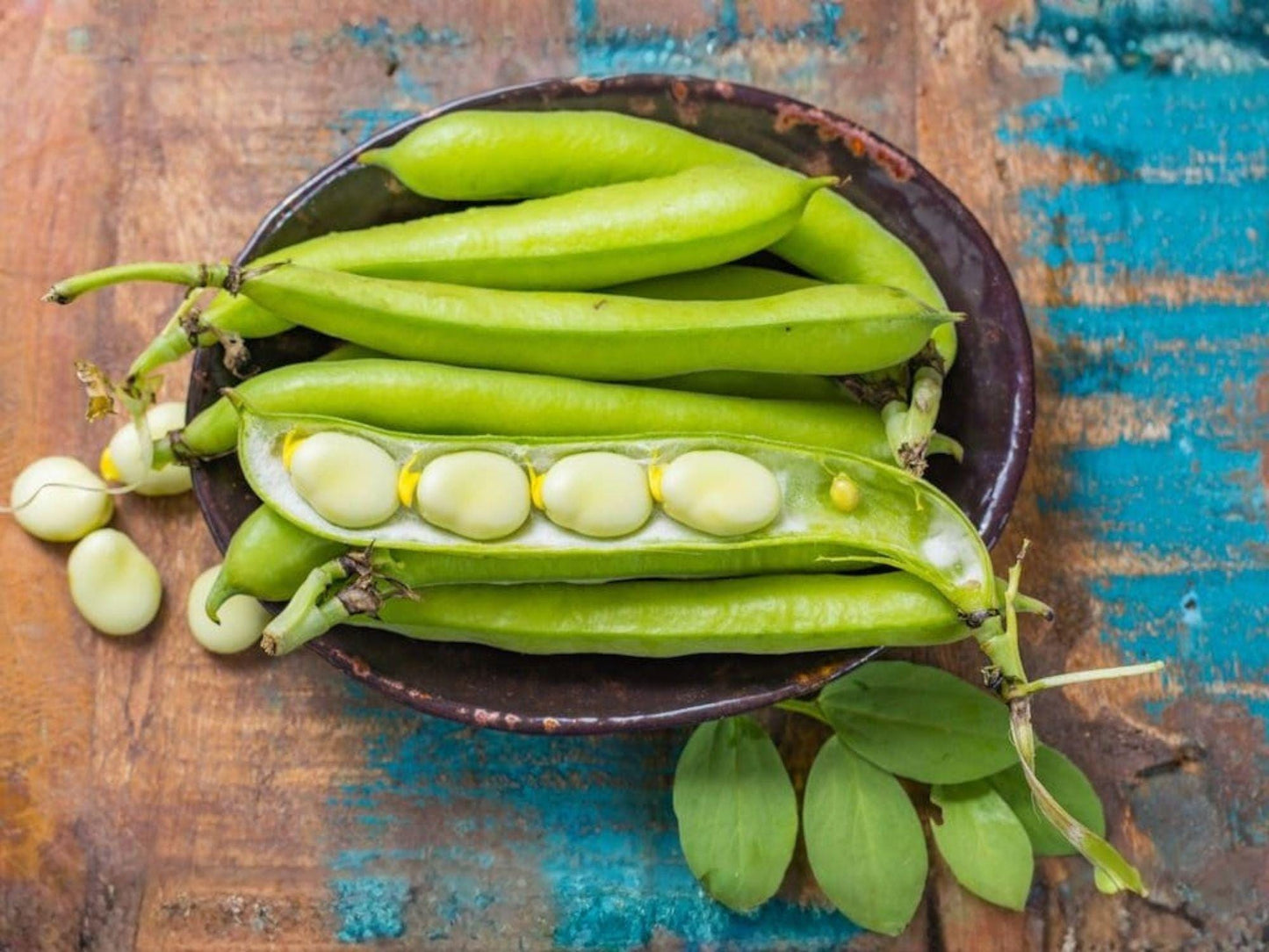 Heirloom Fava Bean Seeds | Broad Bean Vegetable | Easy Grow, High Yield | Vicia faba | 10 Pack