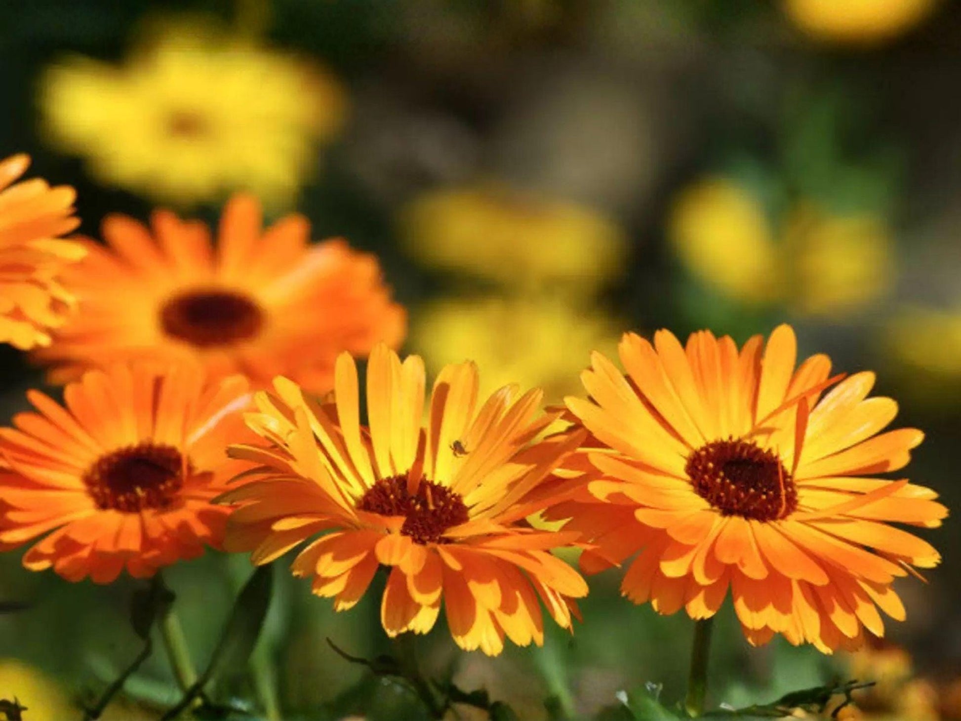 Calendula officinalis Seeds – Pacific Beauty Orange Pot Marigold, Bright Orange Flowers, Cut Flower, 100 Seeds