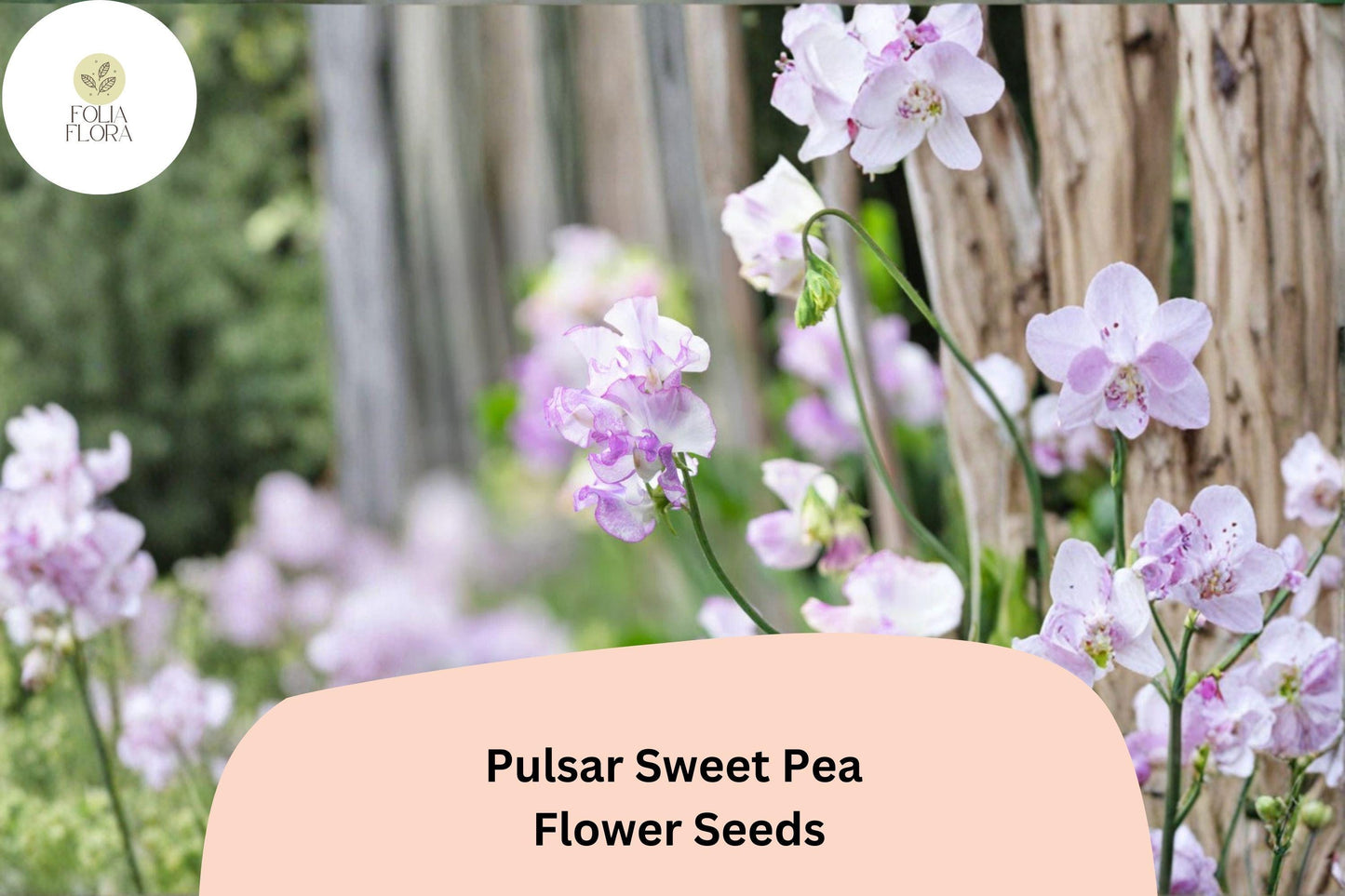 50+ Pulsar Sweet Pea Seeds | Climbing Flower, Deep Purple & White Bicolor, Lathyrus odoratus