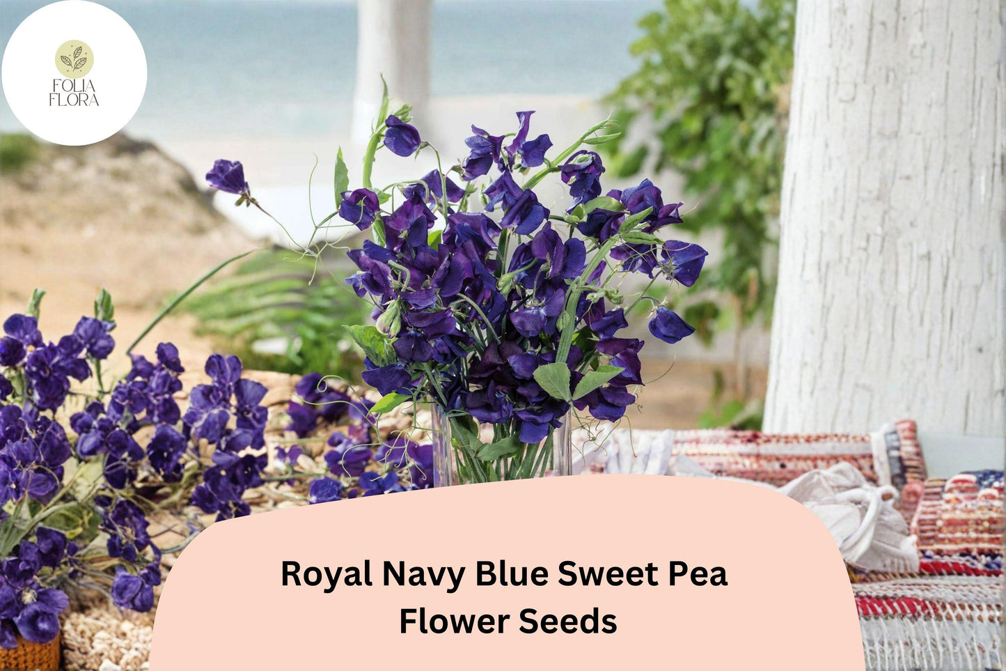 Royal Navy Blue Sweet Pea Seeds | Deep Blue Climbing Flower | Lathyrus odoratus