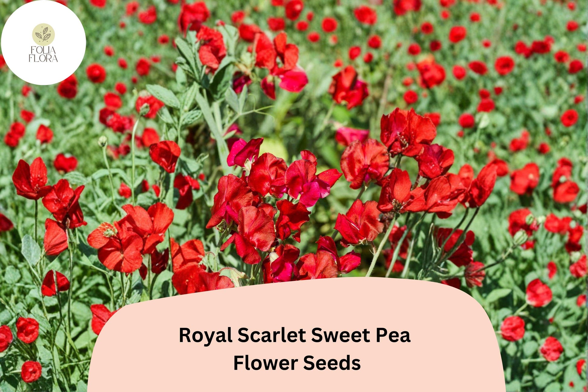 Royal Scarlet Sweet Pea Seeds | Climbing Flower, Bright Scarlet Red, Lathyrus odoratus