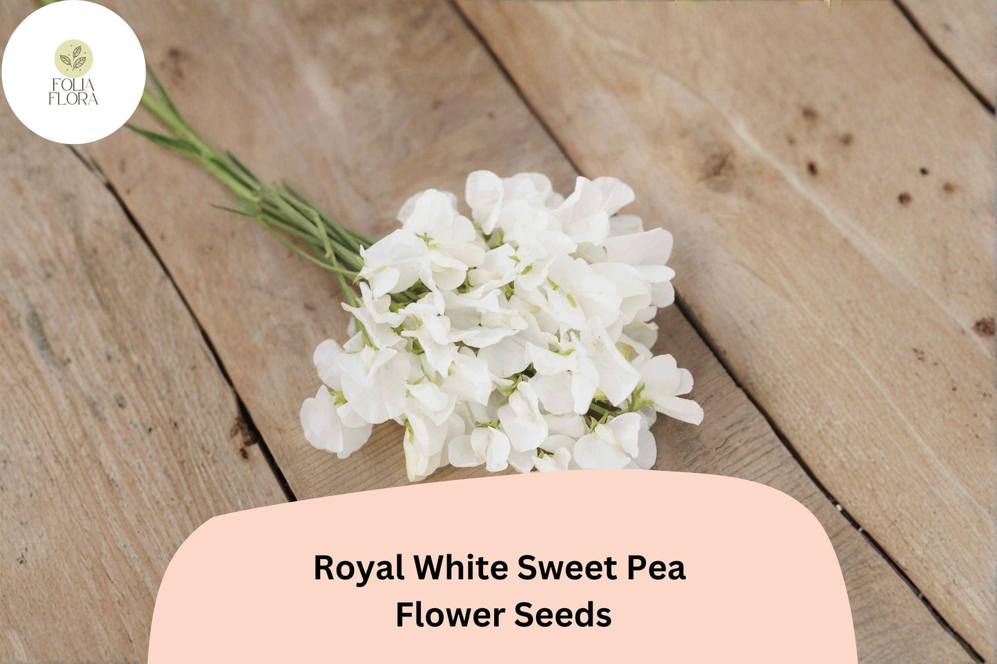 Royal White Sweet Pea Seeds | Climbing Flower, White, Lathyrus odoratus | Garden Trellis & Fence Climber
