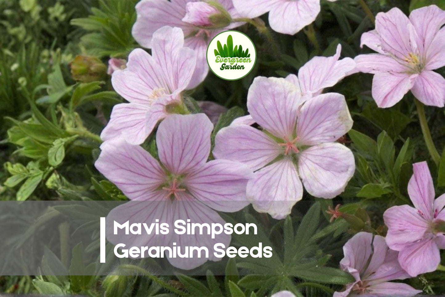 25+ Mavis Simpson Geranium Seeds - Soft Pink Blooms, Perennial Flowering Plant, Geranium × riversleaianum for Borders & Cottage Gardens