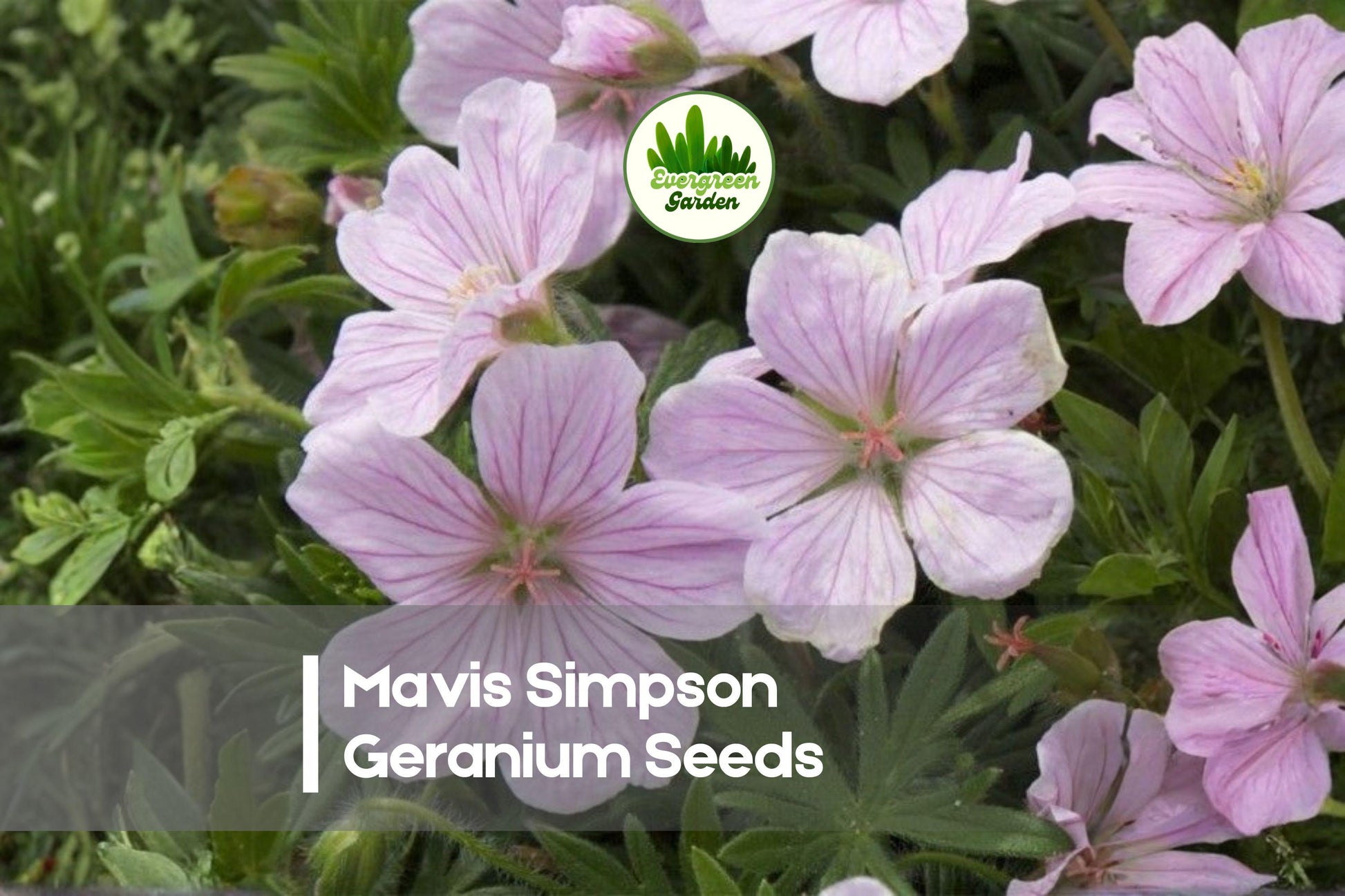 25+ Mavis Simpson Geranium Seeds - Soft Pink Blooms, Perennial Flowering Plant, Geranium × riversleaianum for Borders & Cottage Gardens