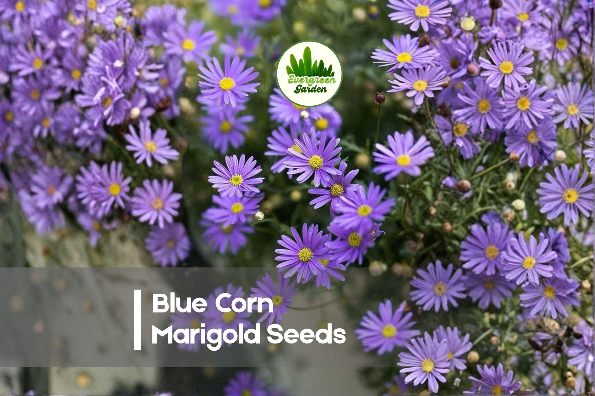 Blue Corn Marigold Seeds - 25+ Centaurea cyanus Blue Flower Annual for Borders, Pollinator Gardens, Cut Flowers
