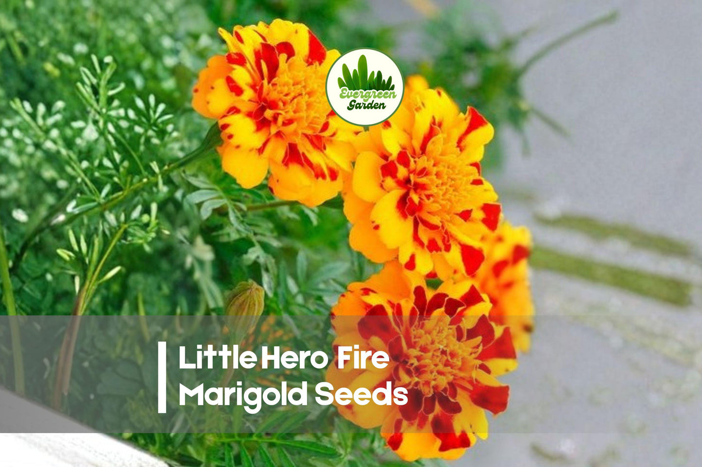 25+ Little Hero Fire Marigold Seeds | Compact Tagetes patula with Red-Orange Flame Blooms for Garden & Containers