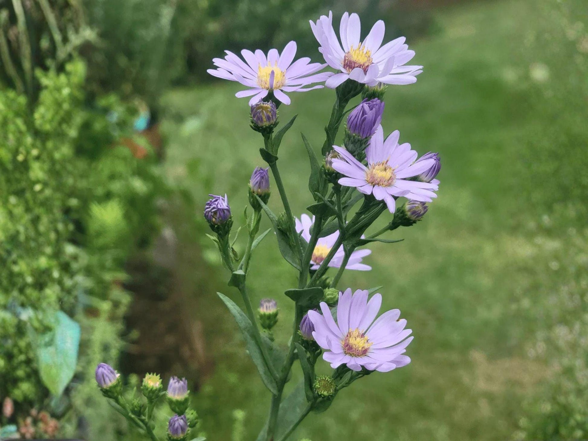 Symphyotrichum laeve Seeds – 100 Native Smooth Blue Aster Wildflower for Pollinator Gardens