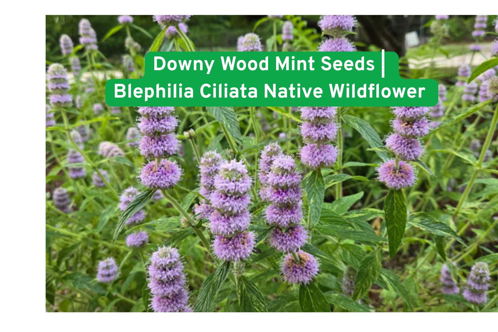 downy wood mint seeds,blephilia ciliata wildflower,shade garden plants,native perennial flowers,pollinator friendly seeds,woodland garden plants,eco-friendly wildflowers,purple native flowers,bee attracting seeds,perennial shade plants,Ohio native wildflower,forest landscape seeds,herbaceous perennial seeds