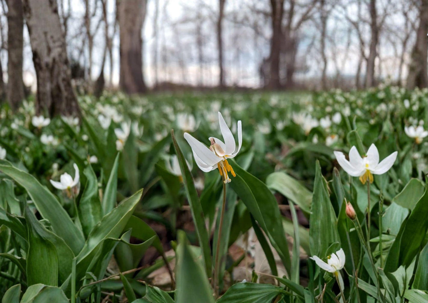 White Trout Lily Seeds - Native Spring Wildflower, Shade Garden, Erythronium albidum, Early Blooming Perennial, Pollinator-Friendly