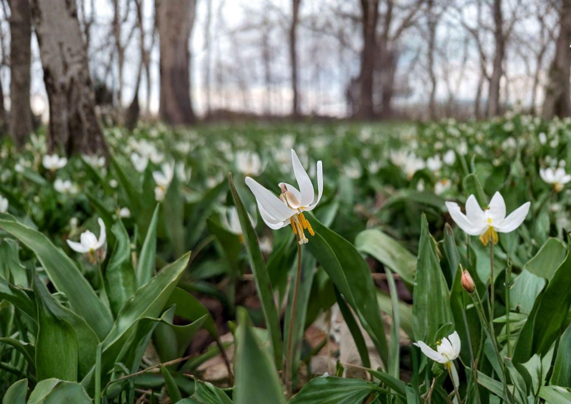 White Trout Lily Seeds - Native Spring Wildflower, Shade Garden, Erythronium albidum, Early Blooming Perennial, Pollinator-Friendly
