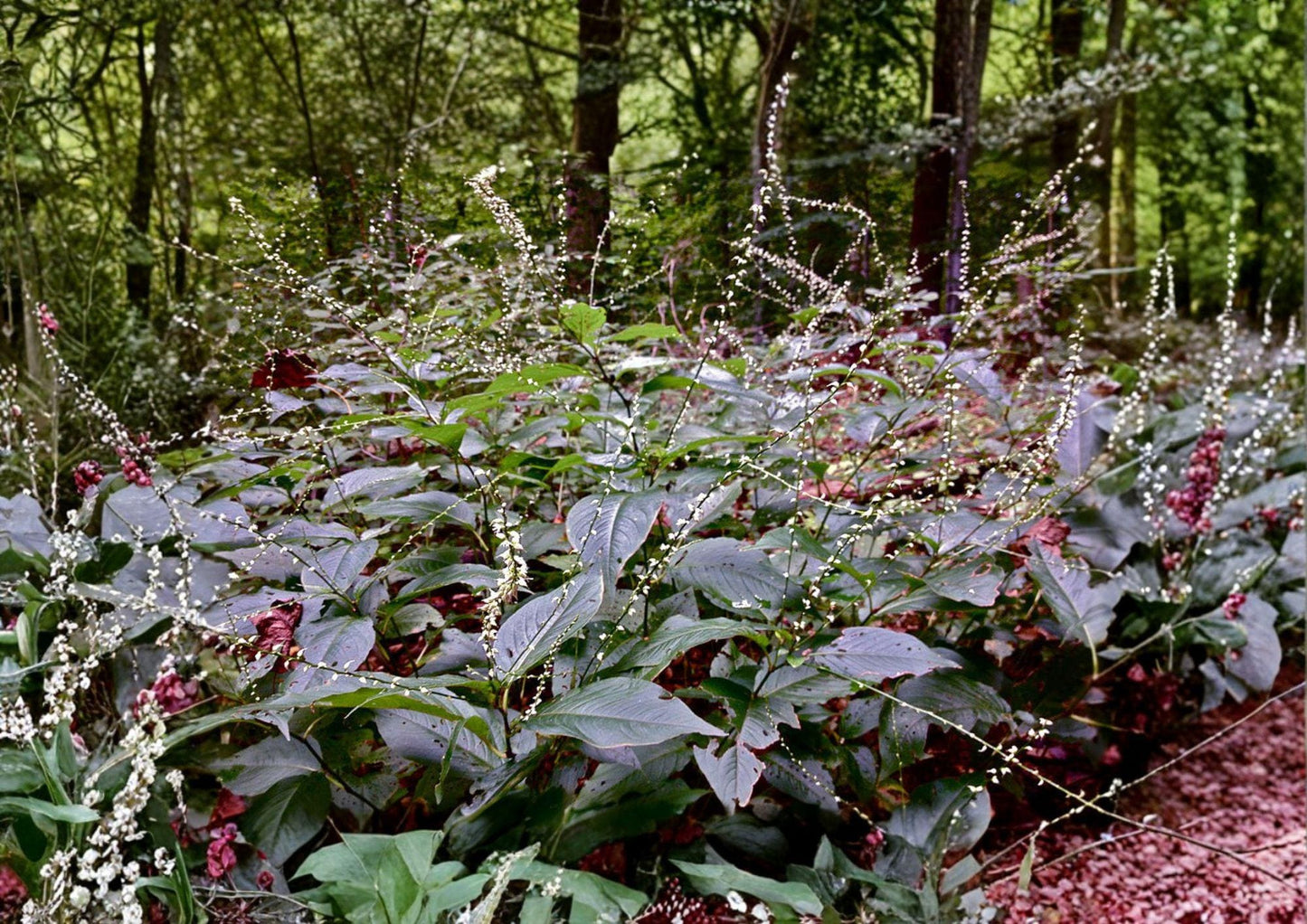 Persicaria virginiana Seeds – Woodland Knotweed Native Shade Wildflower for Woodland Gardens and Naturalized Areas