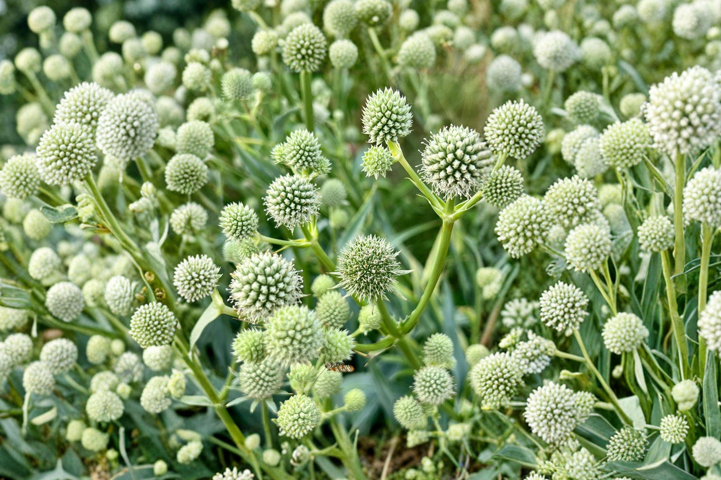 Rattlesnake Master Seeds - Eryngium yuccifolium, Native Prairie Perennial for Pollinator Gardens, 100 Seeds