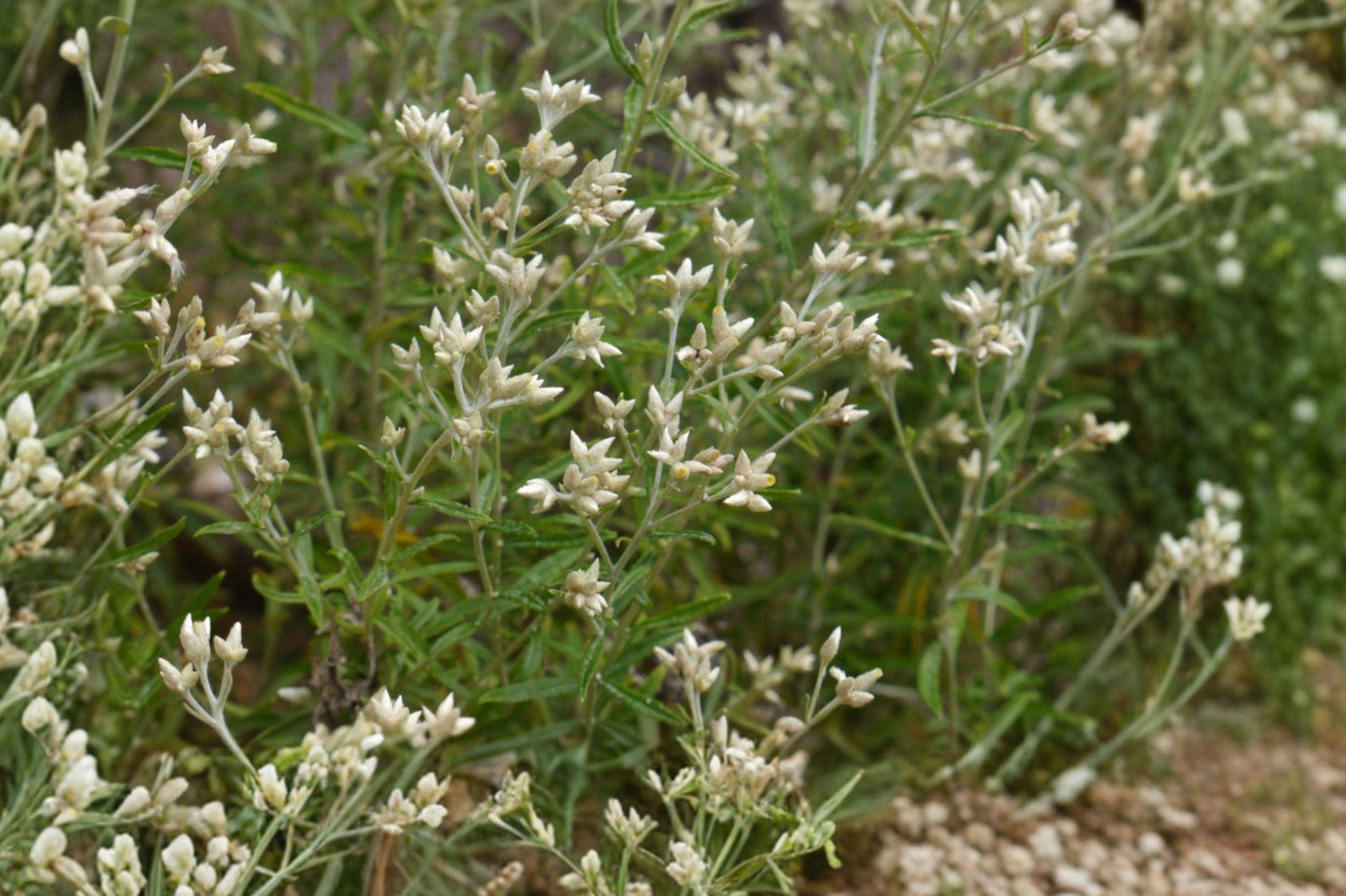 Sweet Everlasting Seeds – Native Wildflower for Pollinator Gardens, Dried Arrangements, Pseudognaphalium obtusifolium