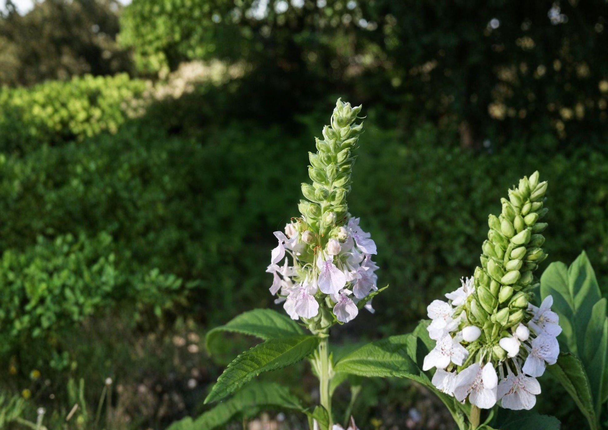 Canada Germander Seeds - Native Wildflower, Pollinator-Friendly, Teucrium canadense, Perennial for Meadows & Natural Gardens