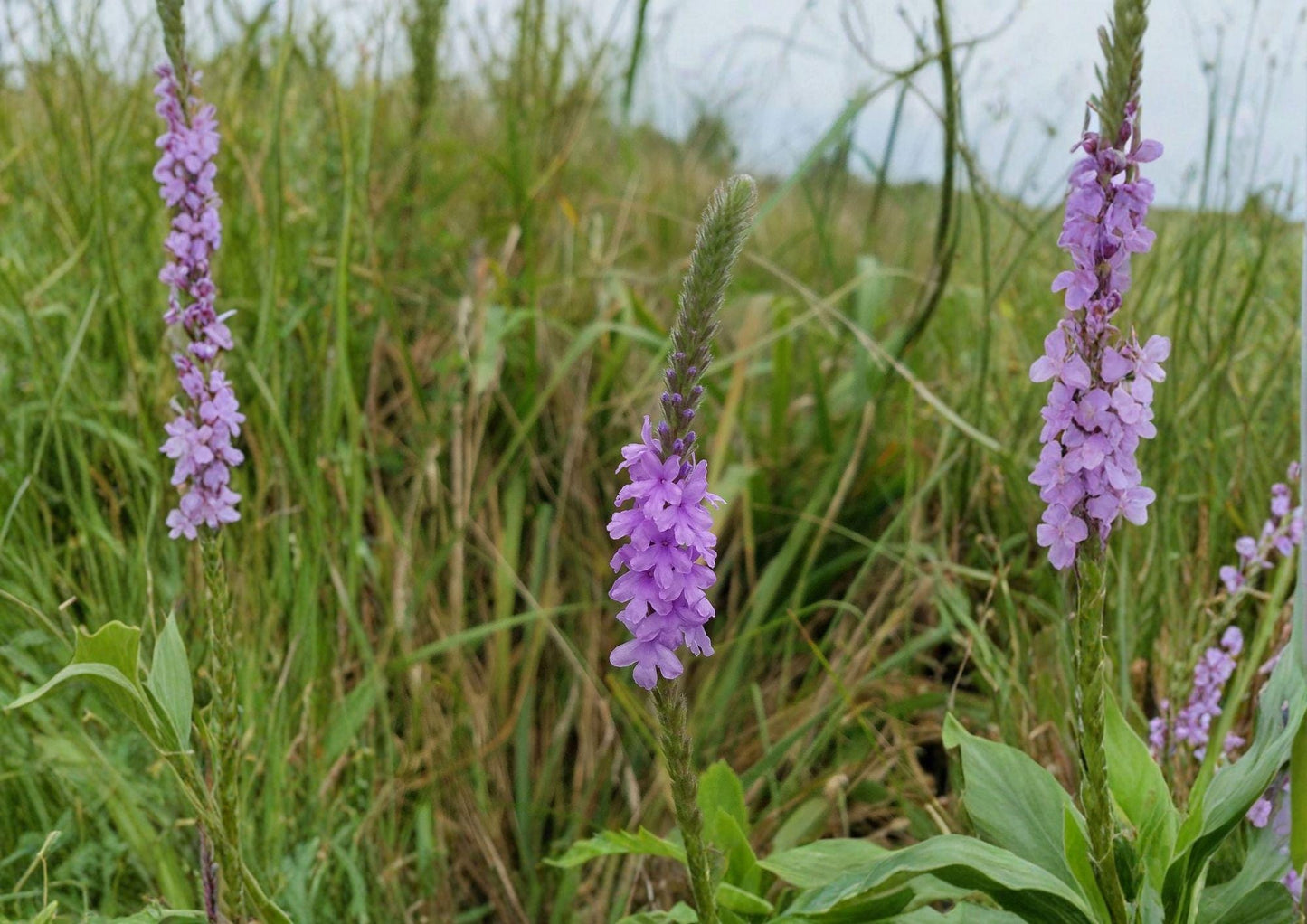 Hoary Vervain Seeds - Native Purple Wildflower, Drought Tolerant, Verbena stricta, Prairie Perennial, Pollinator-Friendly Plant