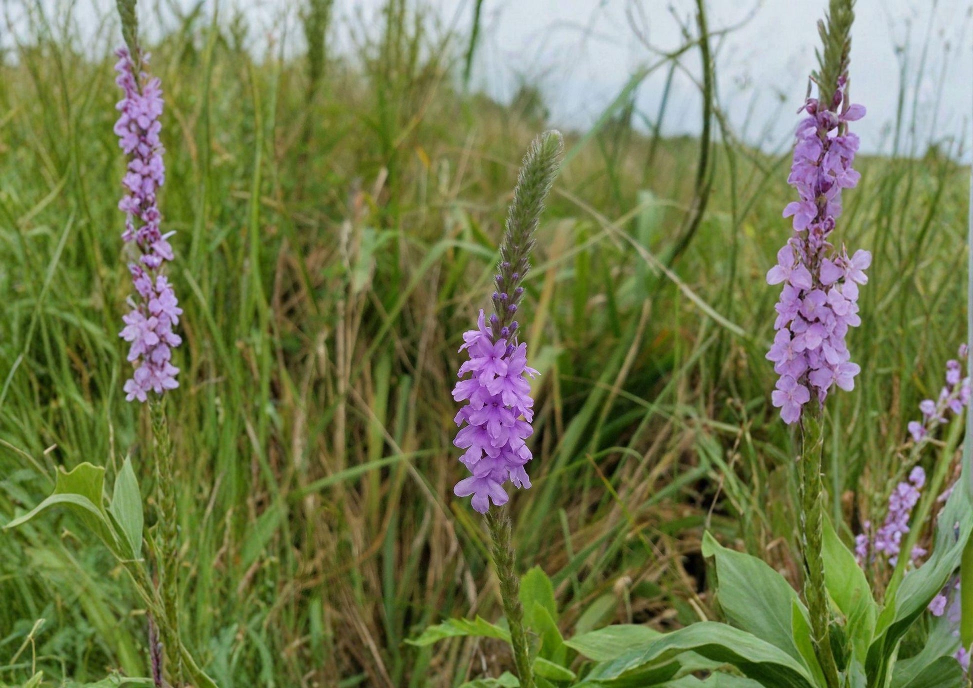 Hoary Vervain Seeds - Native Purple Wildflower, Drought Tolerant, Verbena stricta, Prairie Perennial, Pollinator Attractant