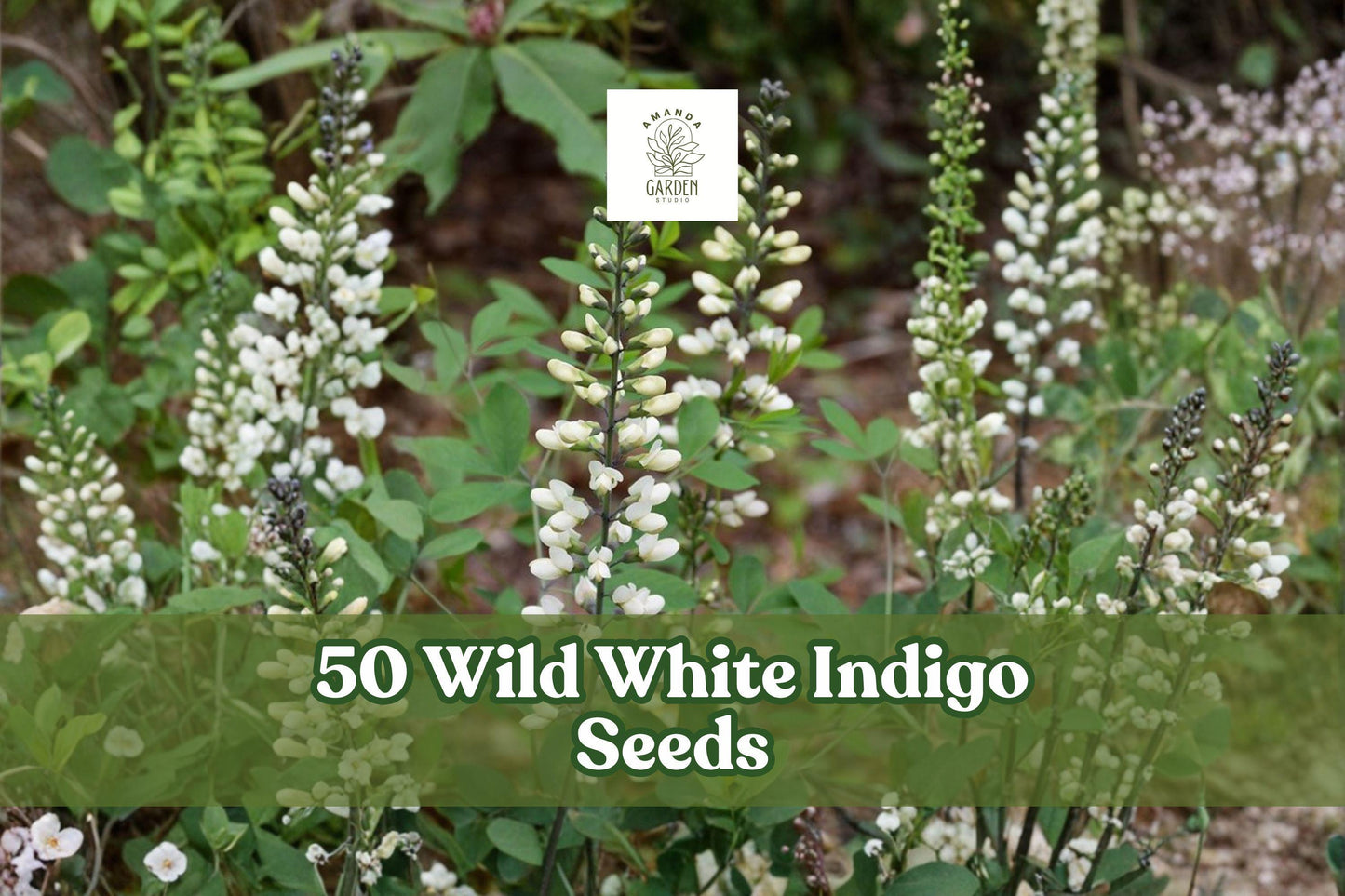 Wild White Indigo Seeds | Baptisia alba | Native Perennial with White Flowers & Blue-Green Foliage