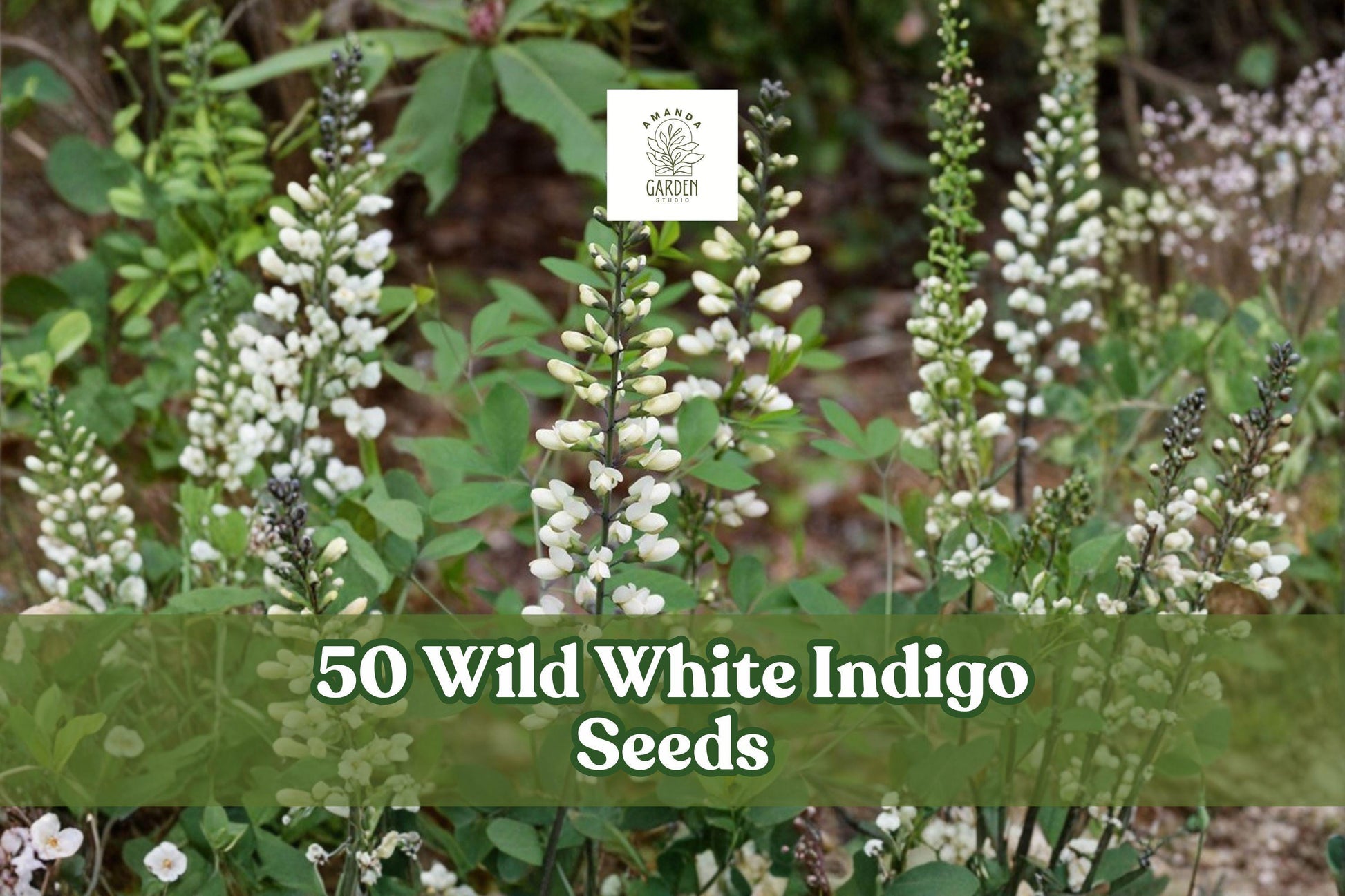 Wild White Indigo Seeds | Baptisia alba | Native Perennial with White Flowers & Blue-Green Foliage