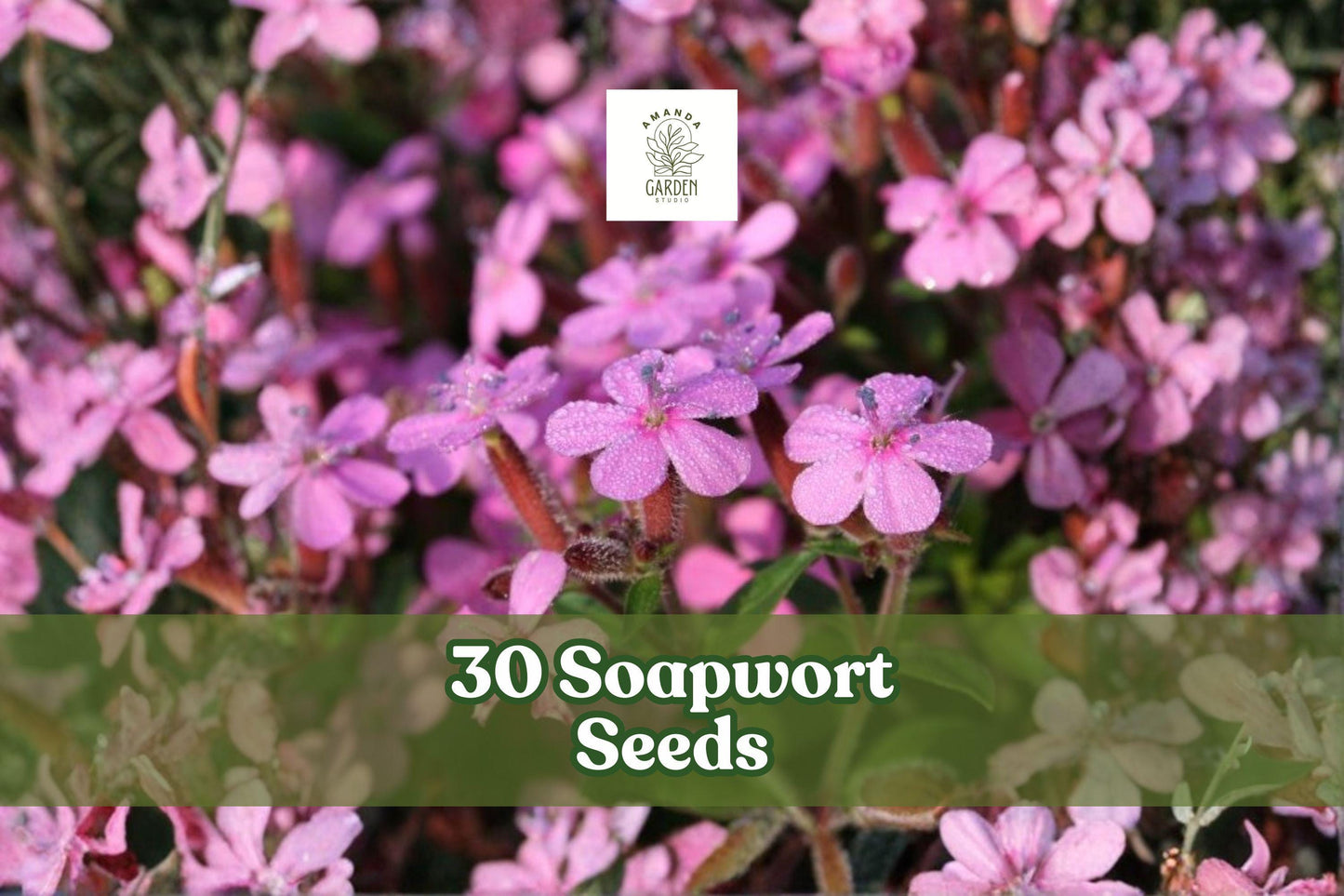 Soapwort Seeds – Perennial Flowering Plant with Pink to White Blooms, Saponaria officinalis, Garden Bed or Border Plant