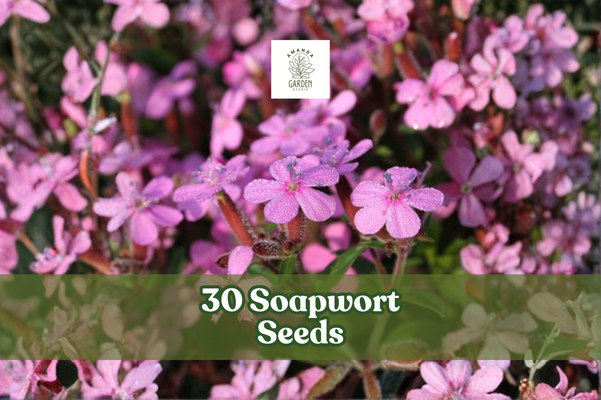 Soapwort Seeds – Perennial Flowering Plant with Pink to White Blooms, Saponaria officinalis, Garden Bed or Border Plant