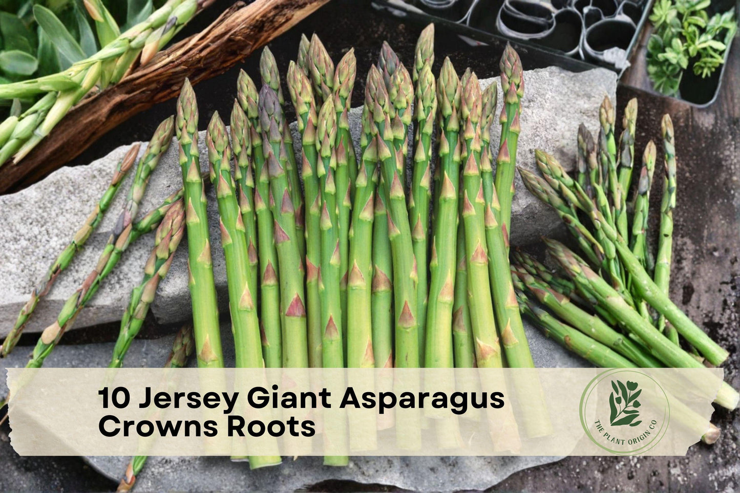 Jersey Giant Asparagus Crowns - 10 Bare Root Perennial Vegetable Plants - Asparagus officinalis