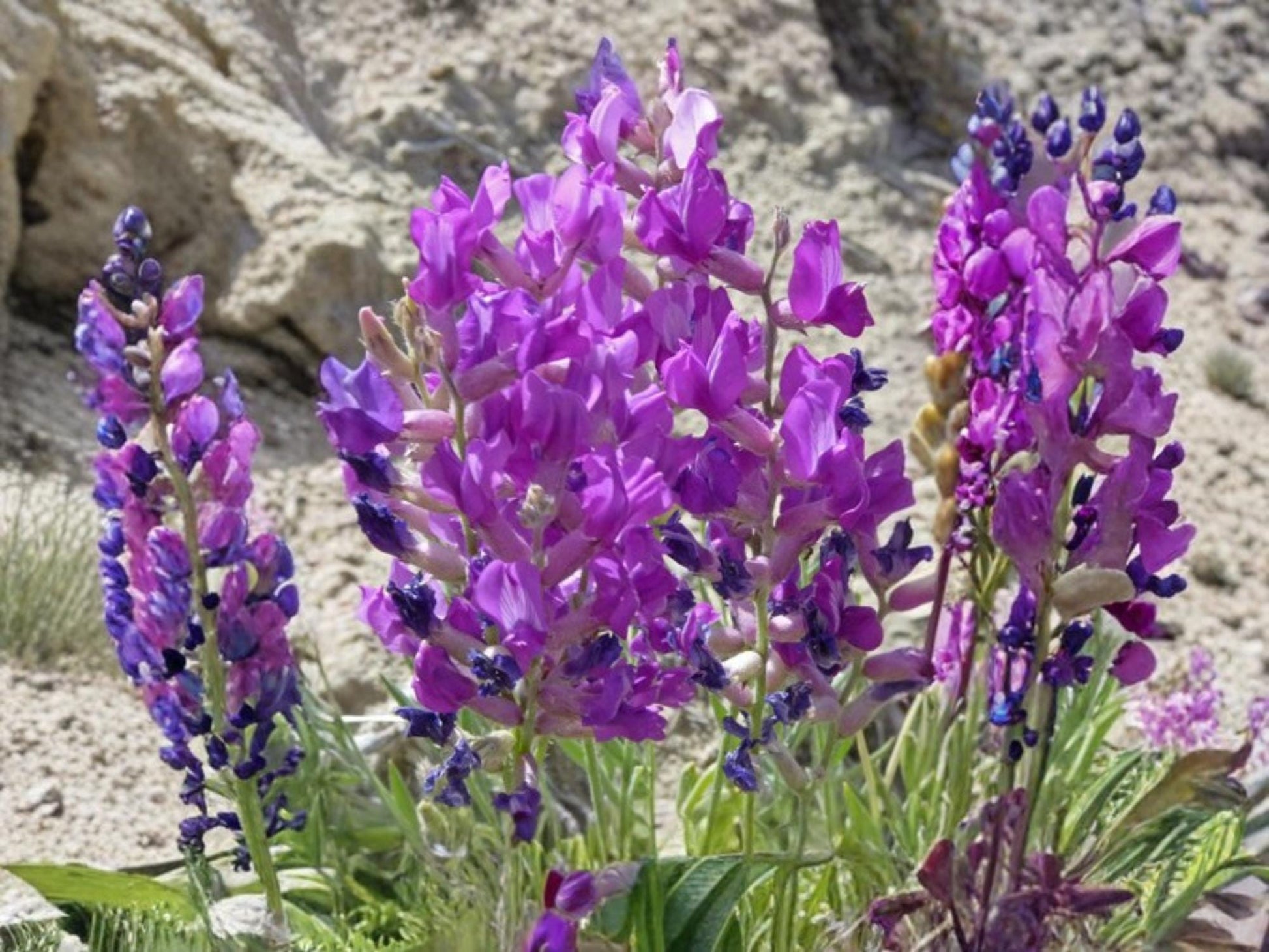 Showy Locoweed Seeds – Oxytropis lambertii – Native Prairie Wildflower for Drought Tolerance & Restoration Projects – 25 Seeds