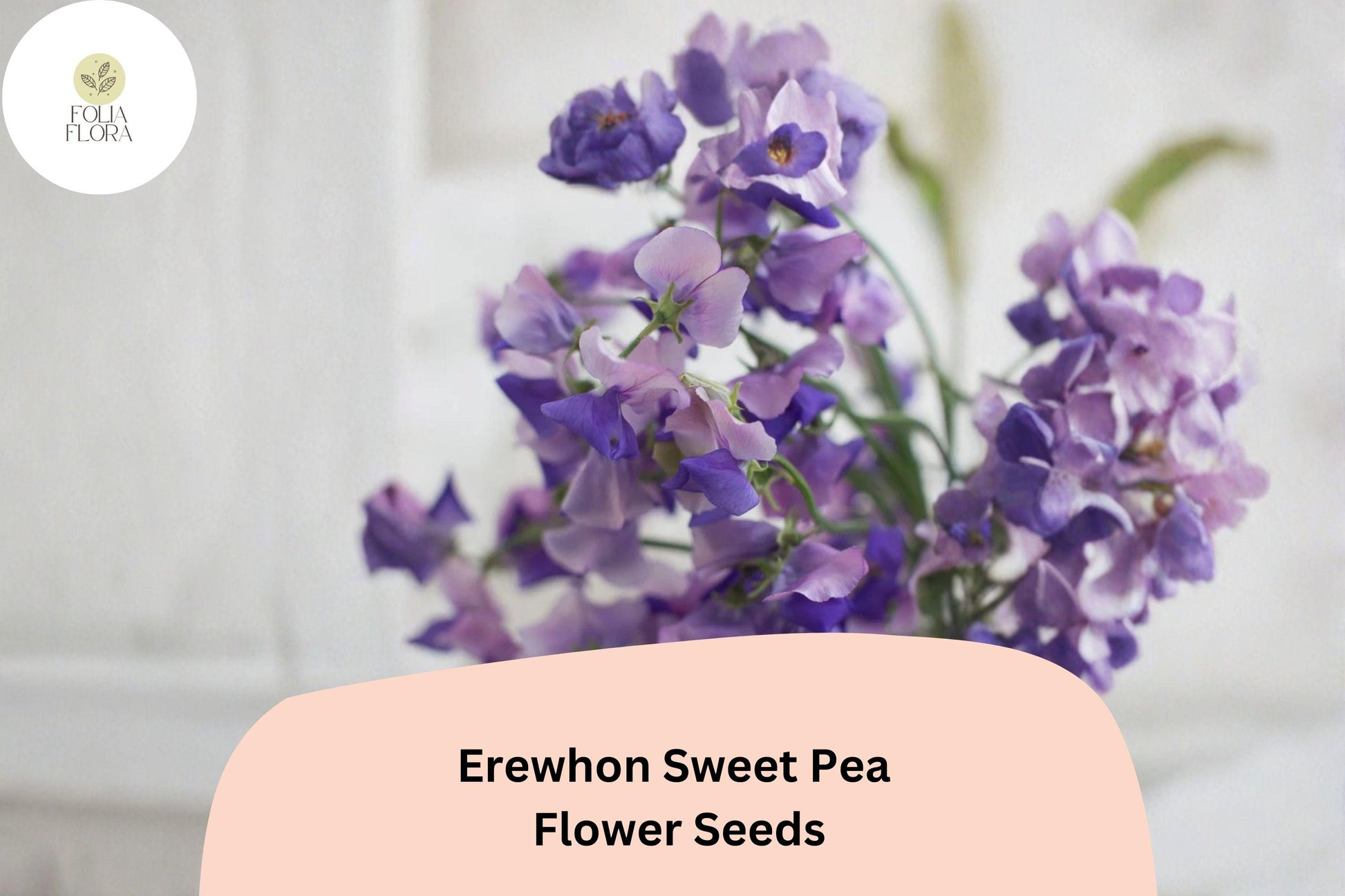 Erewhon Sweet Pea Seeds, Lavender Climbing Flower, Lathyrus odoratus, Heirloom Annual for Trellis & Garden