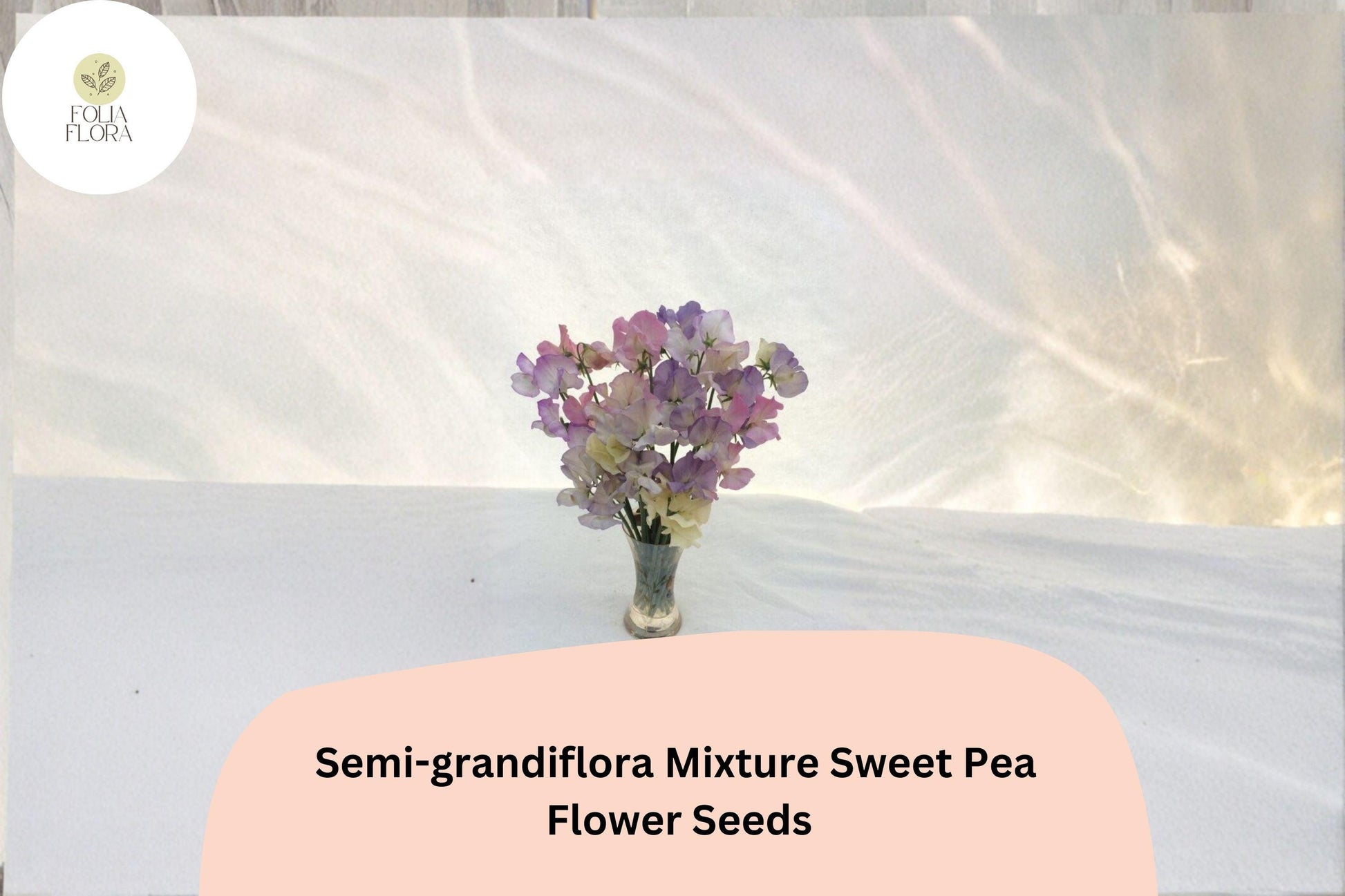 Semi-Grandiflora Sweet Pea Seeds, Multi-Color Climbing Flowers, Lathyrus odoratus, Garden Trellis & Fence Climber