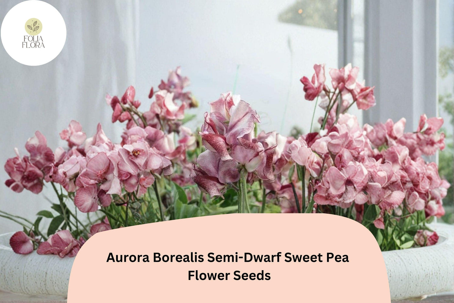 50+ Aurora Borealis Semi-Dwarf Sweet Pea Seeds | Vibrant Multi-Color Climbing Flower | Lathyrus odoratus