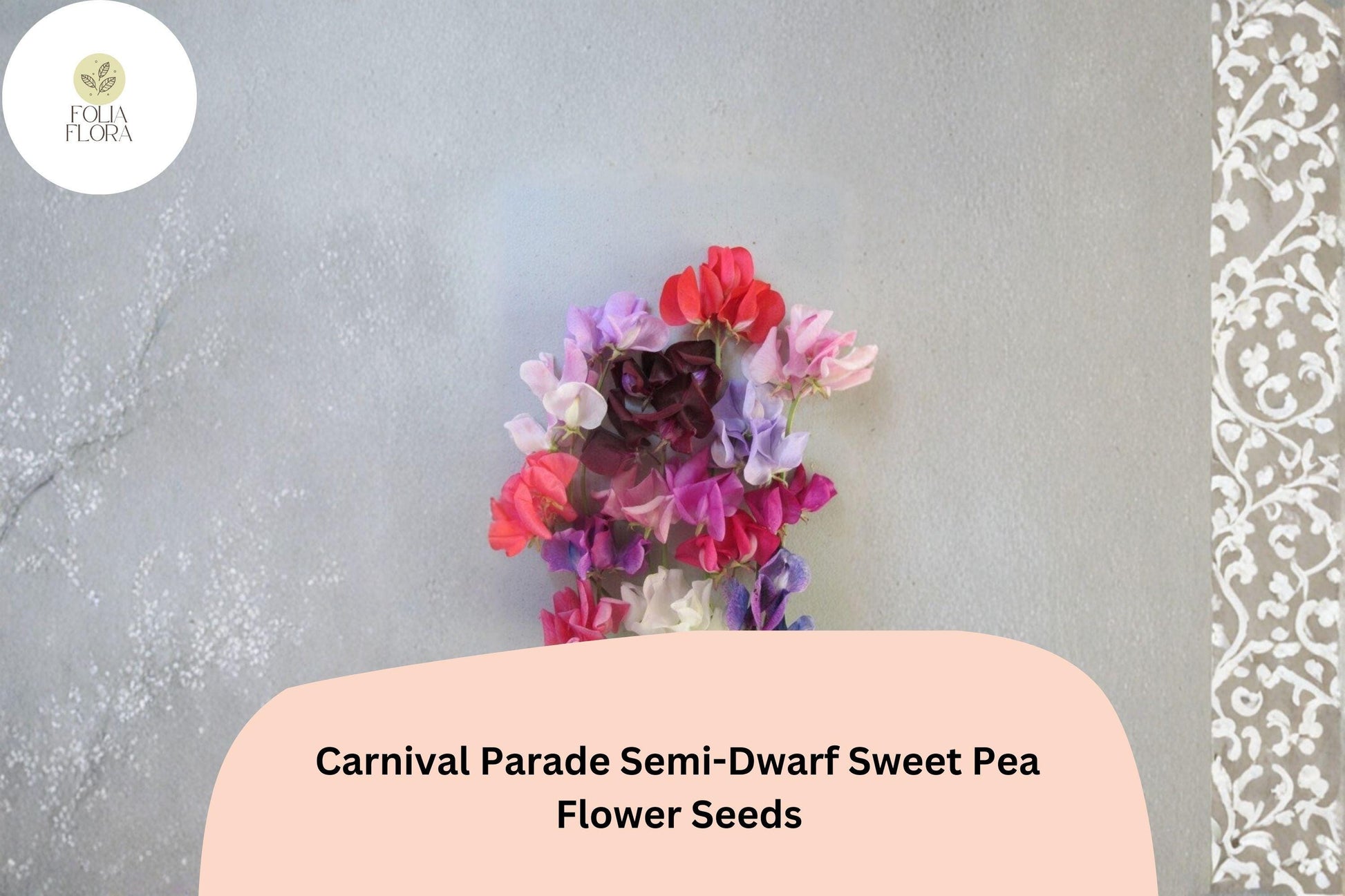 Carnival Parade Semi-Dwarf Sweet Pea Seeds | Multi-Color Climbing Flower for Garden, Trellis & Containers | Lathyrus odoratus