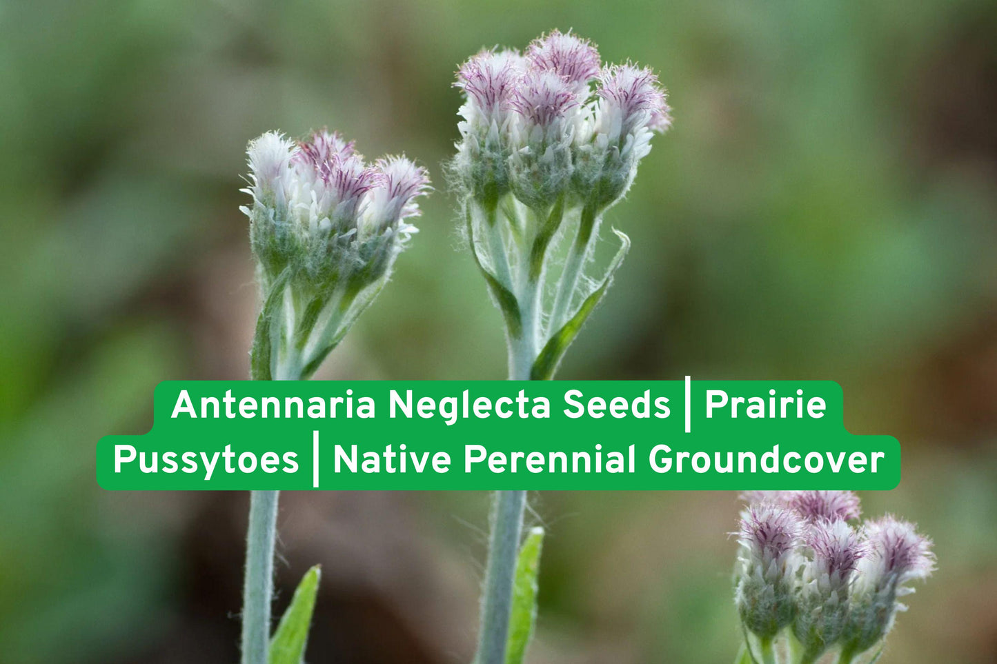 Native perennial seeds, prairie groundcover, drought-tolerant plants, pollinator friendly seeds, white flower seeds, silvery foliage plants, rock garden groundcover, native wildflower seeds, low maintenance plants, North American natives, perennial groundcover seeds, dry soil plants, native prairie seeds
