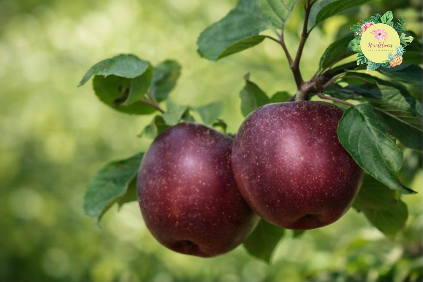 Arkansas Black Apple Tree Grafted Bare-Root Malus domestica Heirloom Fruit Tree for Home Orchards