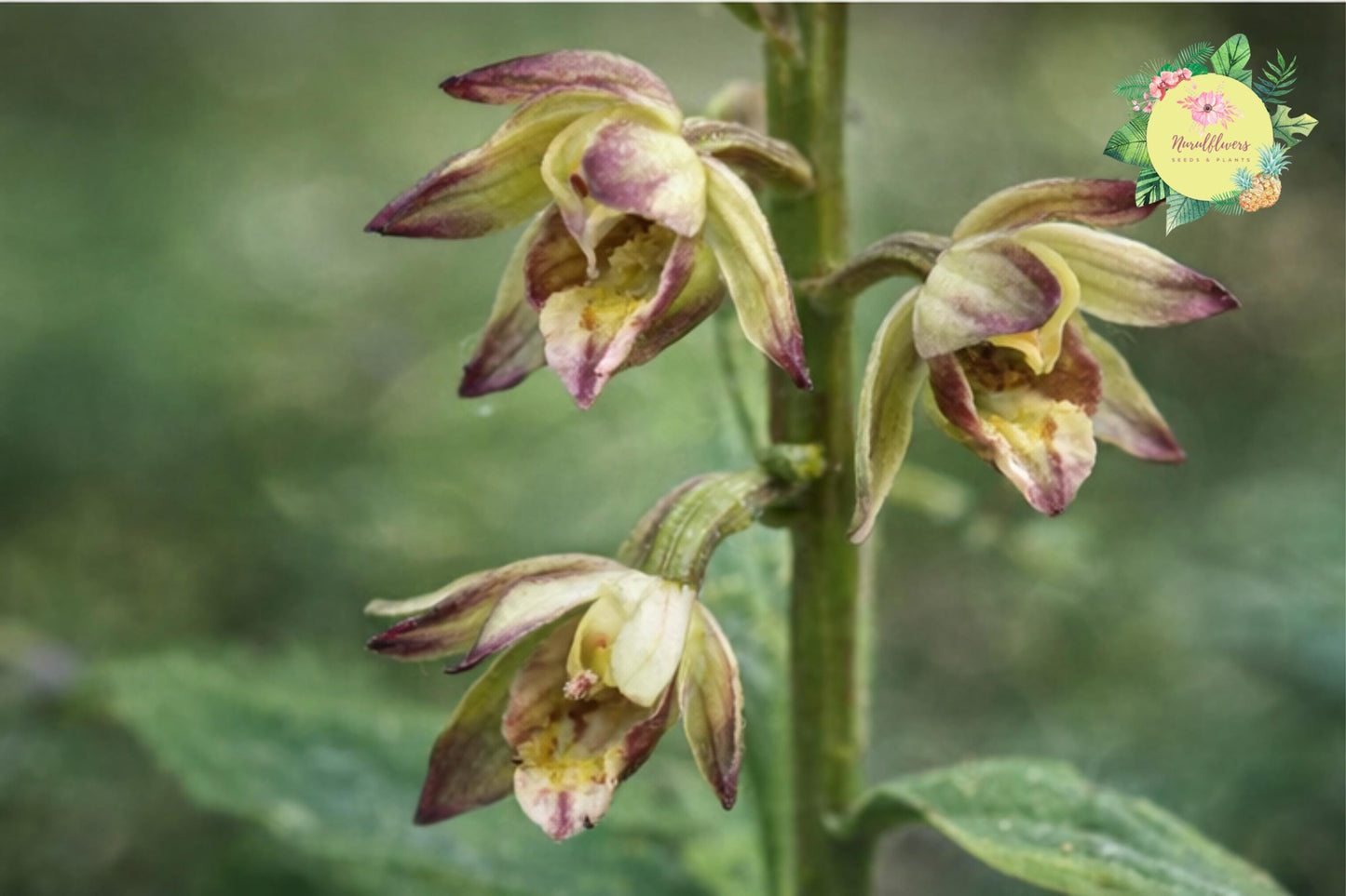 Adam & Eva Orchid Bare-Root Indoor Plant Mormodes spp. Winter Flowering, Easy Care, Unique Orchid Gift