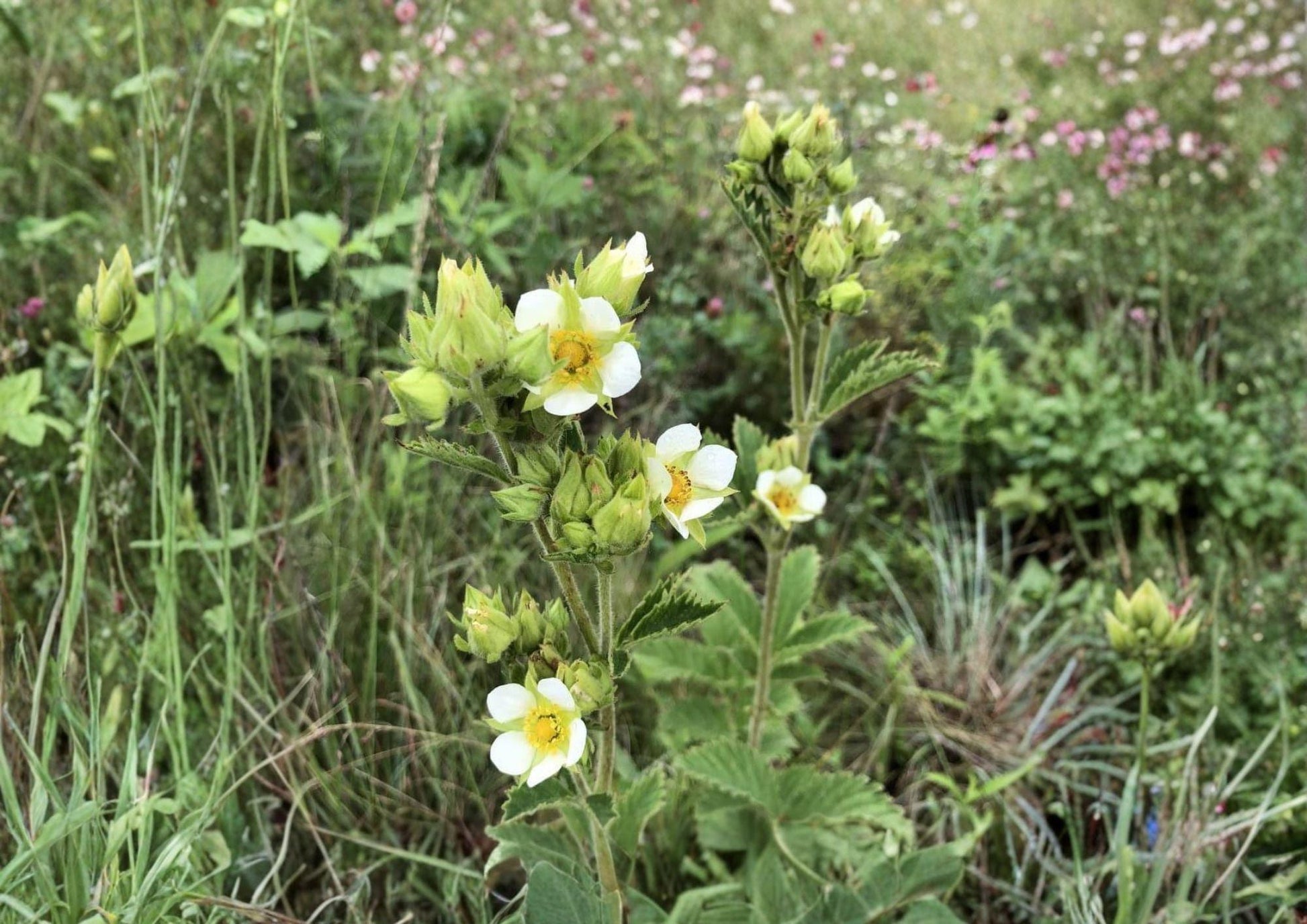 Prairie Cinquefoil Seeds - Native White Wildflower - Pollinator-Friendly - Potentilla arguta - 500 Seeds