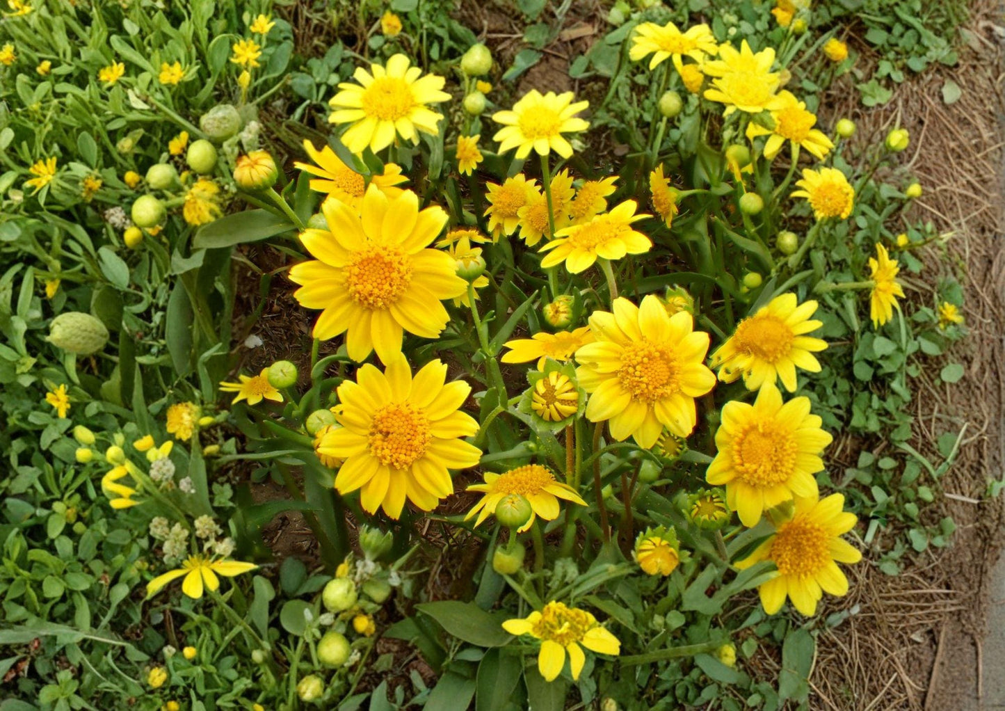 Yellowray Goldfields Wildflower Seeds, Native California Annual, Lasthenia glabrata, Pollinator Garden, 100 Seeds
