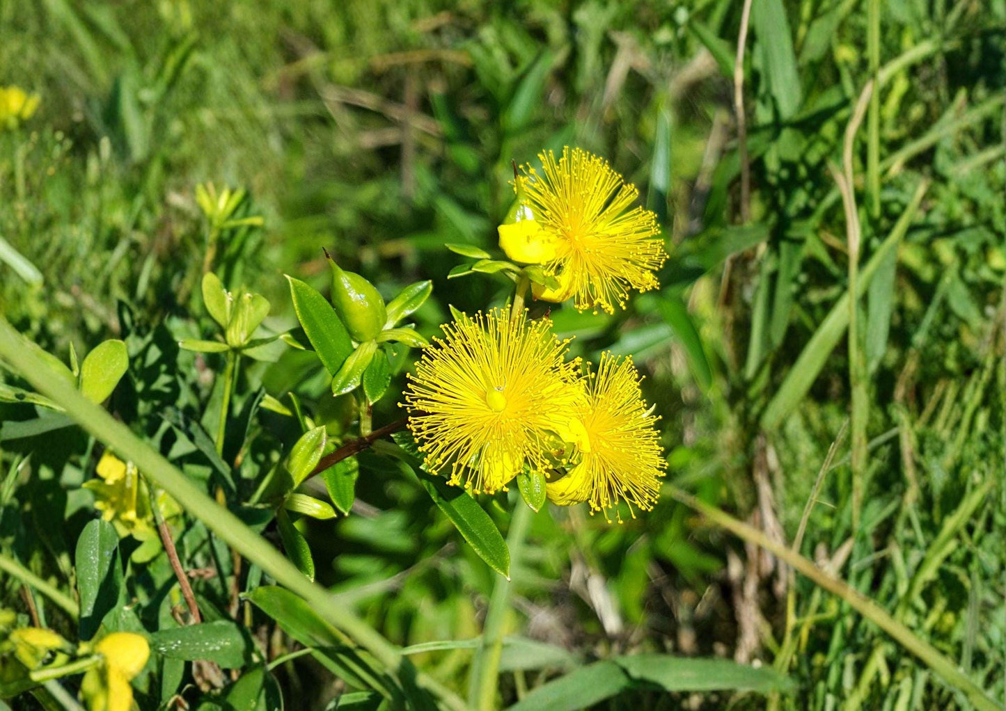 St Johns Wort Seeds - Hypericum pyramidatum - Native Yellow Wildflower - Perennial for Meadows & Borders (500 Seeds)