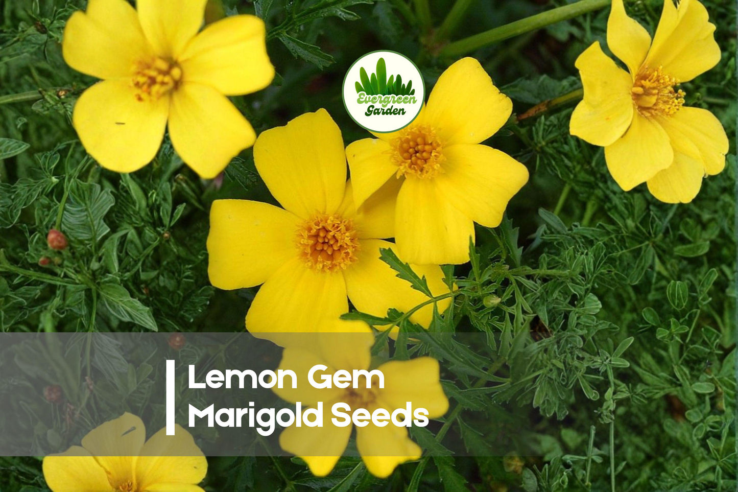 Lemon Gem Marigold Seeds, Compact Tagetes tenuifolia, Bright Lemon-Yellow Blooms, 25 Seeds for Borders, Containers & Garden