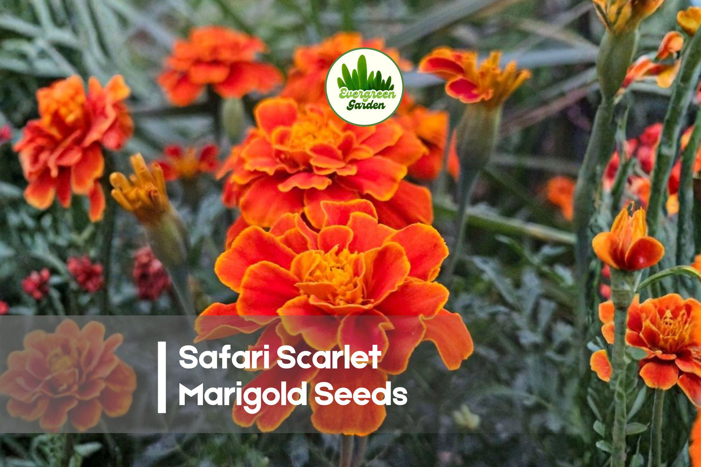 Safari Scarlet Marigold Seeds, Compact Bright Red Blooms, Tagetes spp., 25 Seeds for Borders & Containers