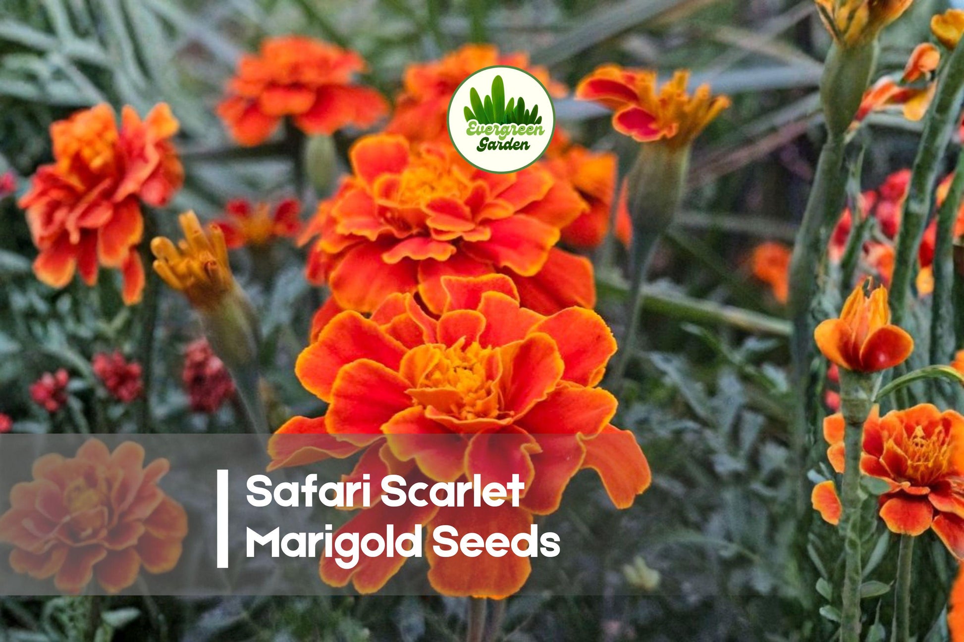 Safari Scarlet Marigold Seeds, Compact Bright Red Blooms, Tagetes spp., 25 Seeds for Borders & Containers