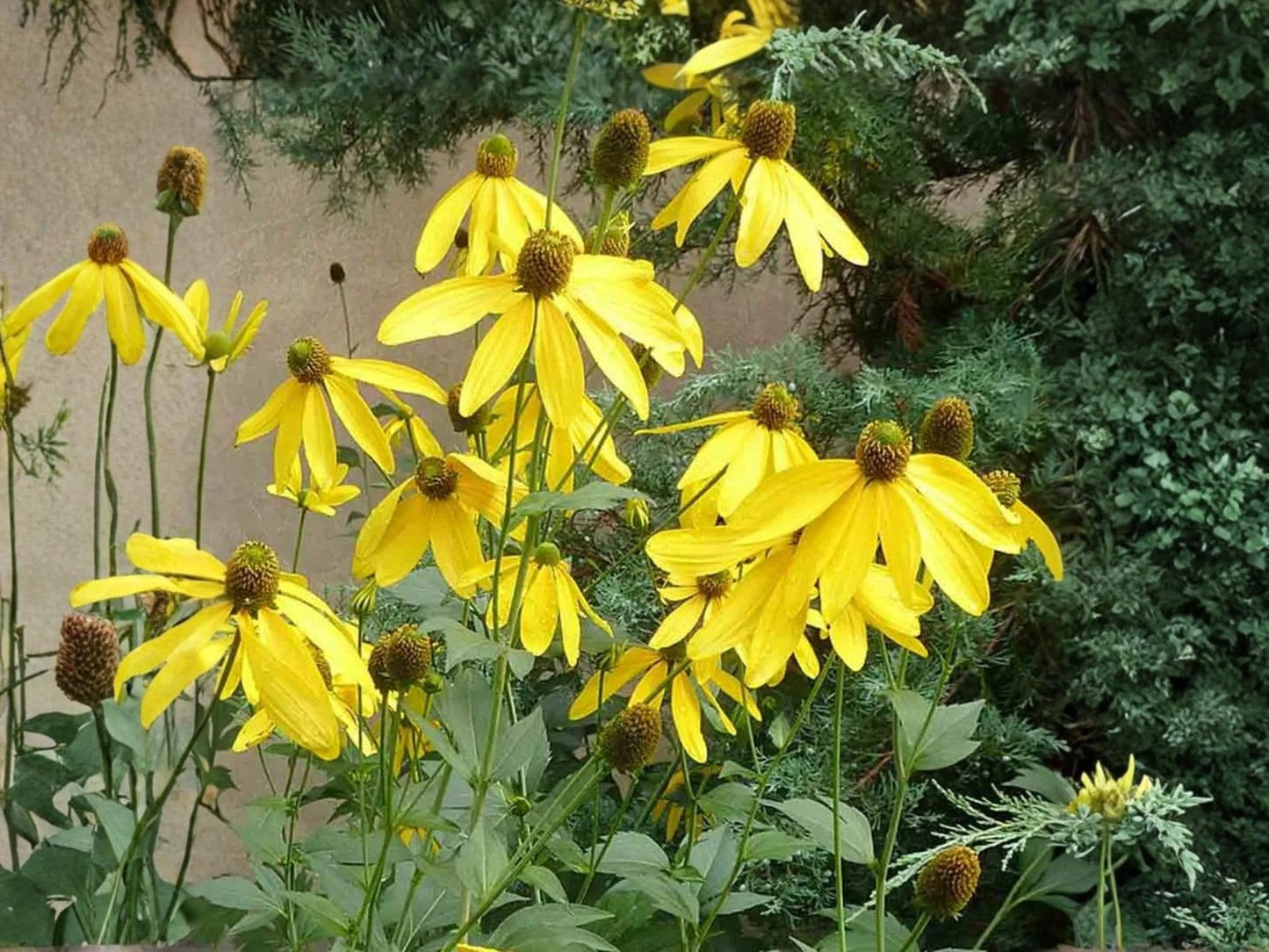 Cutleaf Coneflower Seeds – Rudbeckia laciniata ‘Ampla’ Native Perennial Wildflower – 50 Seeds