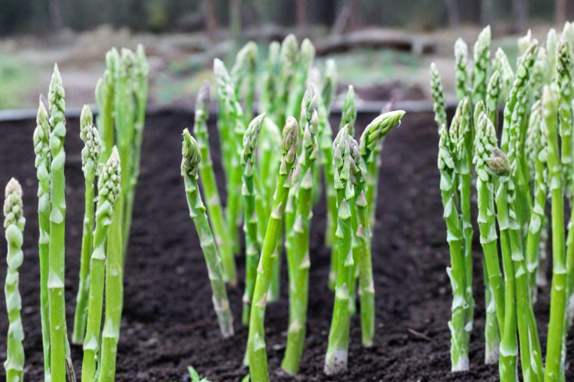 Mary Washington Asparagus Seeds - Heirloom, Cold Hardy Perennial Vegetable, 100 Seeds for Home Garden, Tender Green Spears