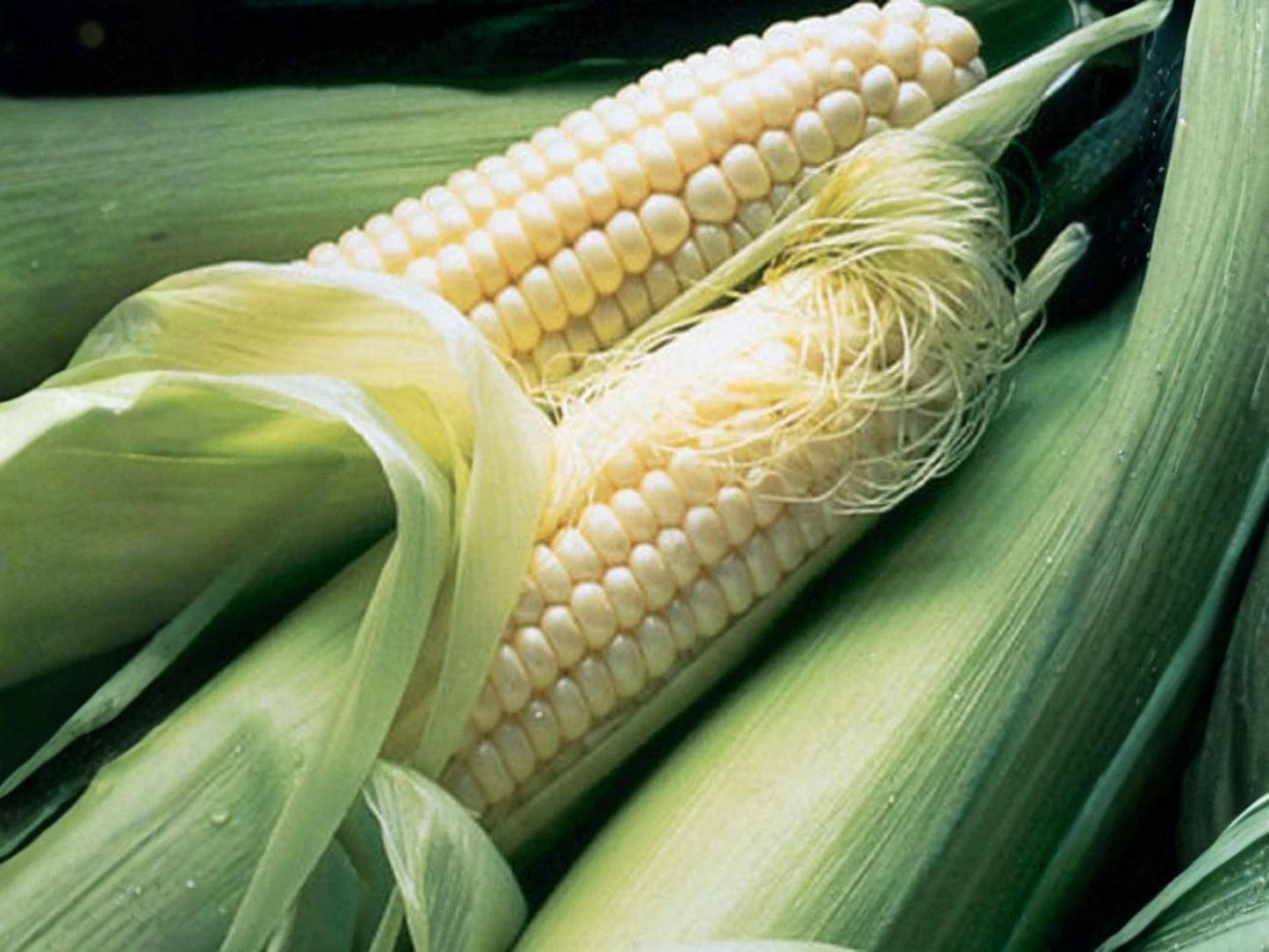 Silver Queen Hybrid Sweet Corn Seeds – 50 White Kernels, Summer Vegetable, Heirloom, Non-GMO