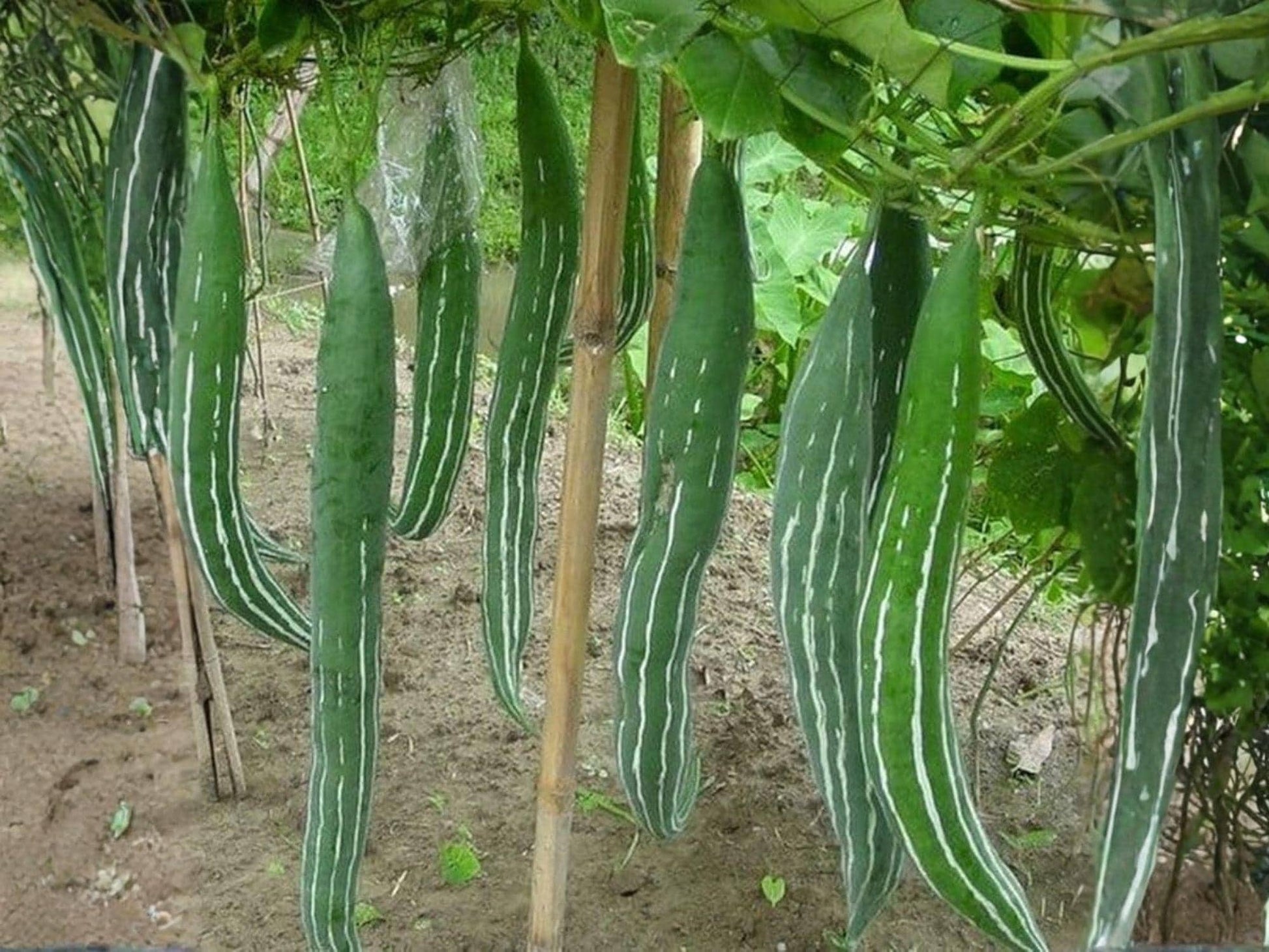 Snake Gourd Seeds – 10 Lagenaria Siceraria Heirloom Long Vine Vegetable Seeds for Trellis Gardening